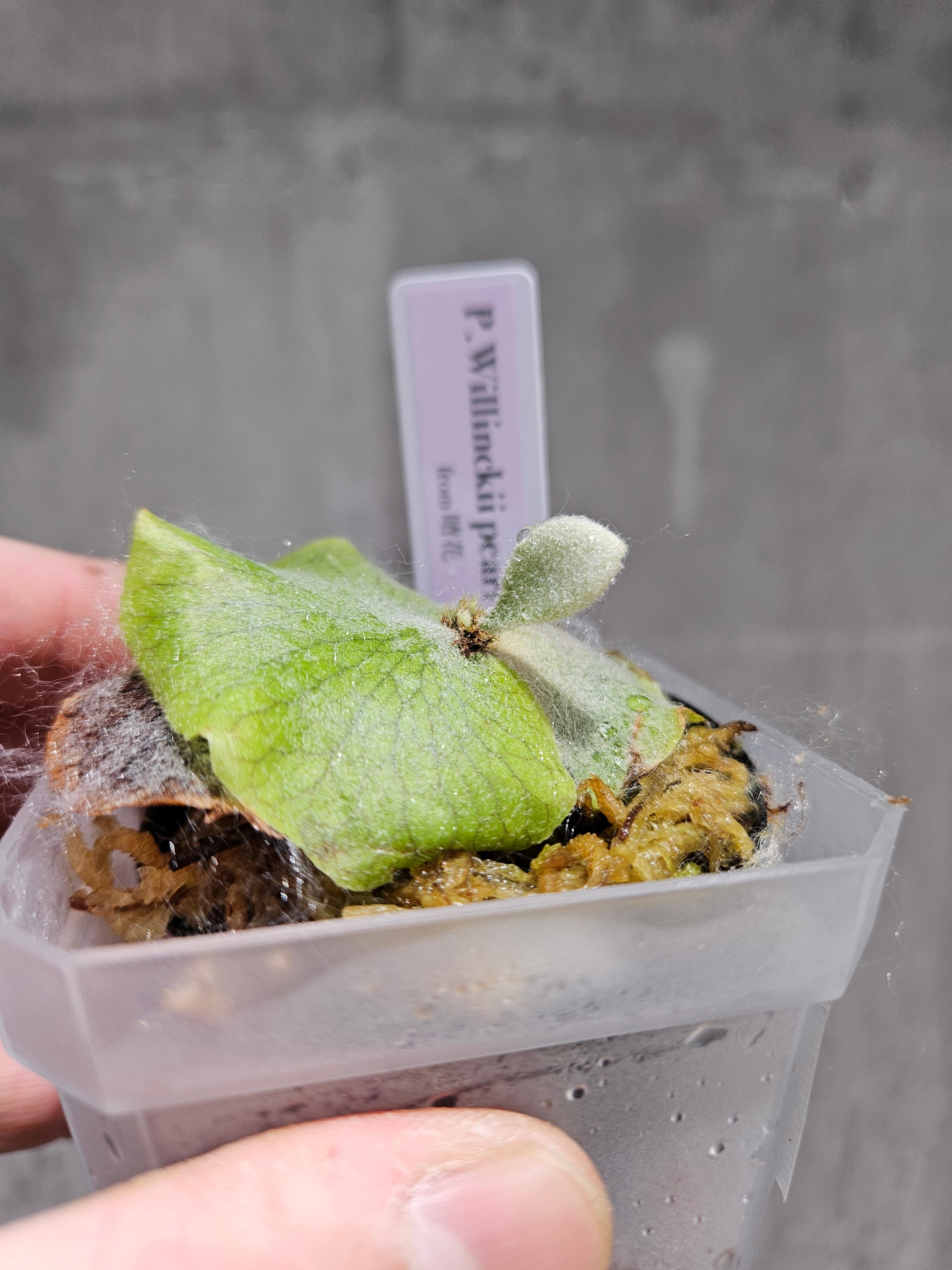 P.willinckii Pearl Queen【artPLANTs/PLANTS GARAGE】 ビカクシダ  