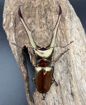 《メタリフェルホソアカ亜種サンギレンシス 71mm ペア》