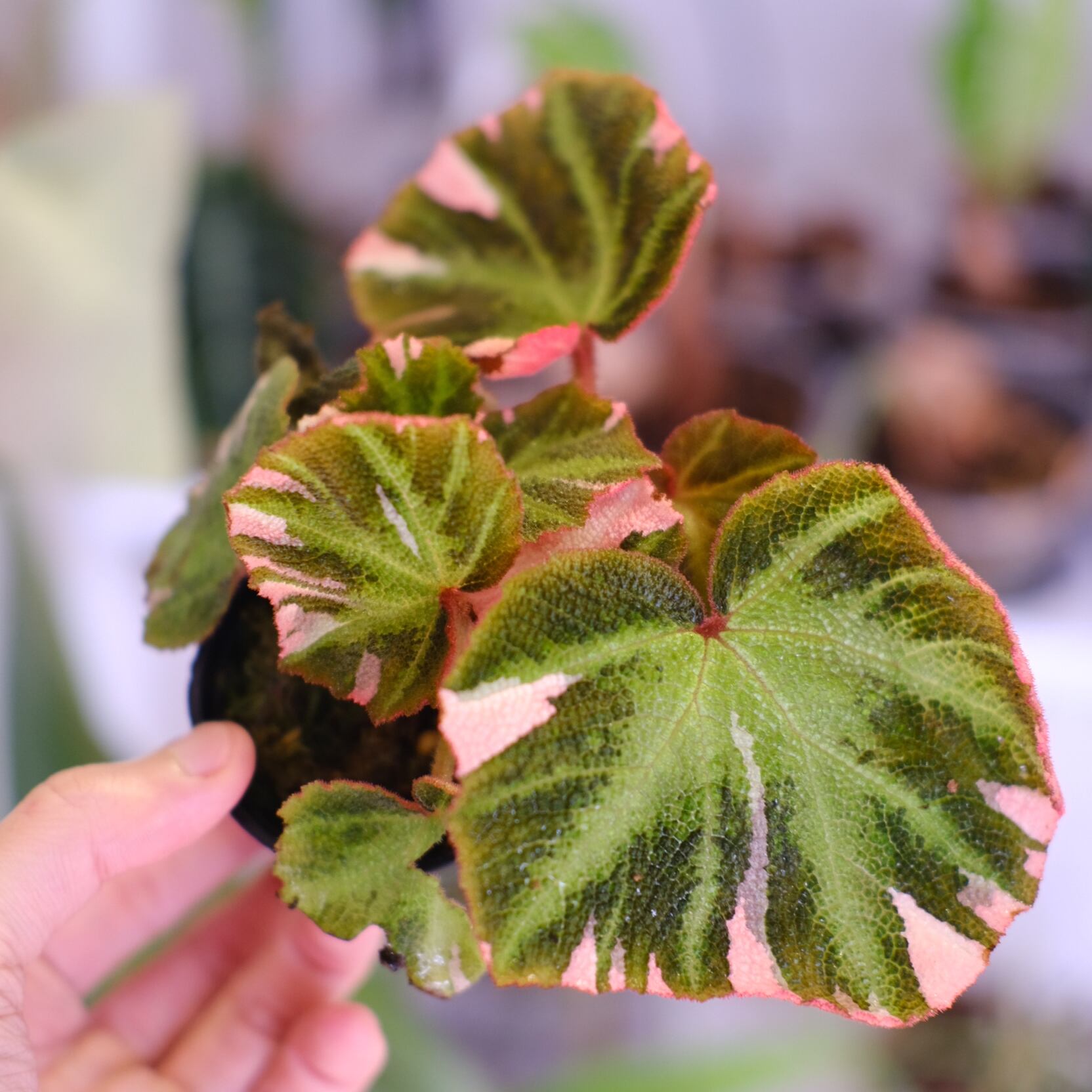 ベゴニア / Begonia | tokyoplants / 観葉植物専門店