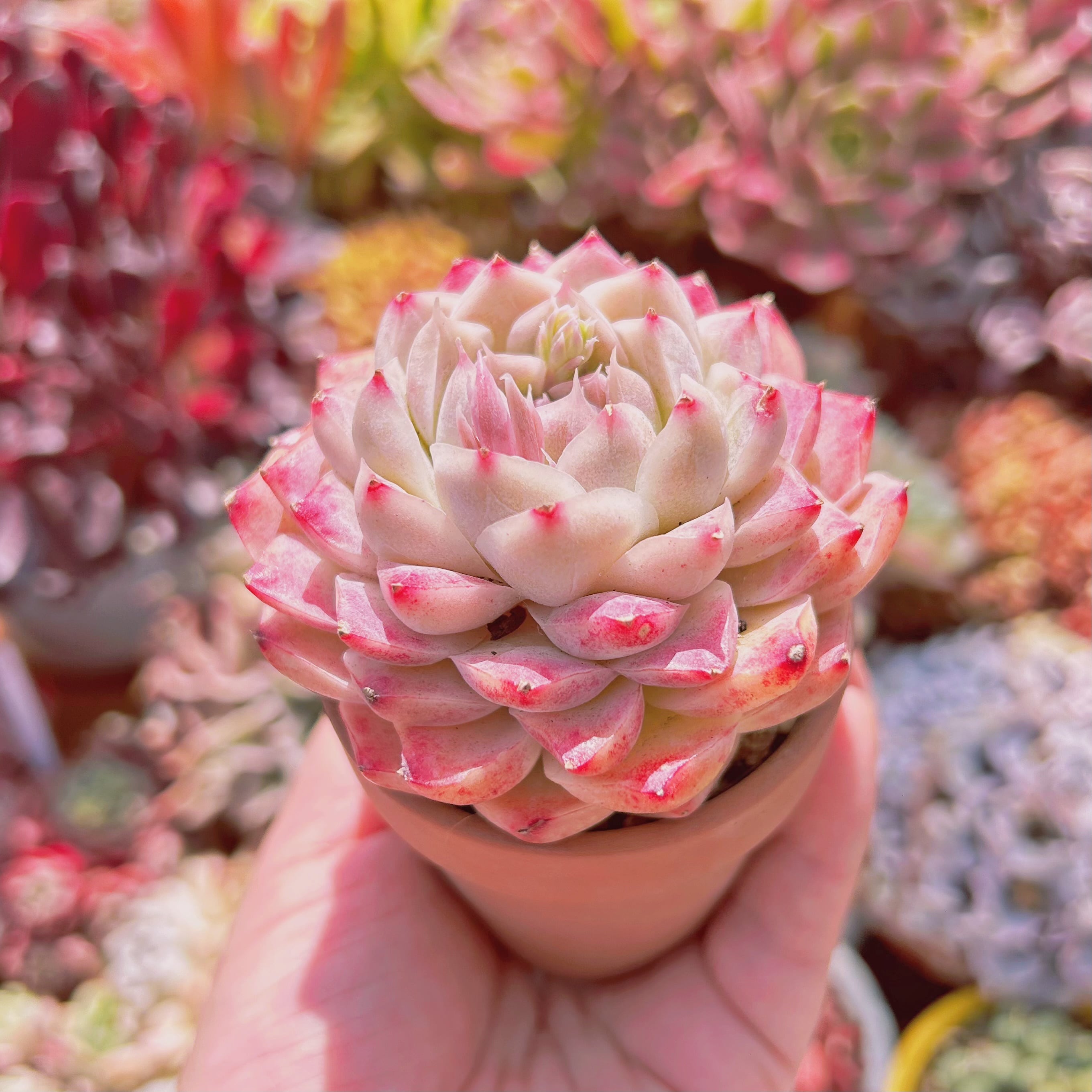 【桃】葉っぱ付き！ローズクォーツのかばちゃん形オルゴナイト☆他９点 多肉植物 桃薫 大苗 | るる農園~多肉植物専門