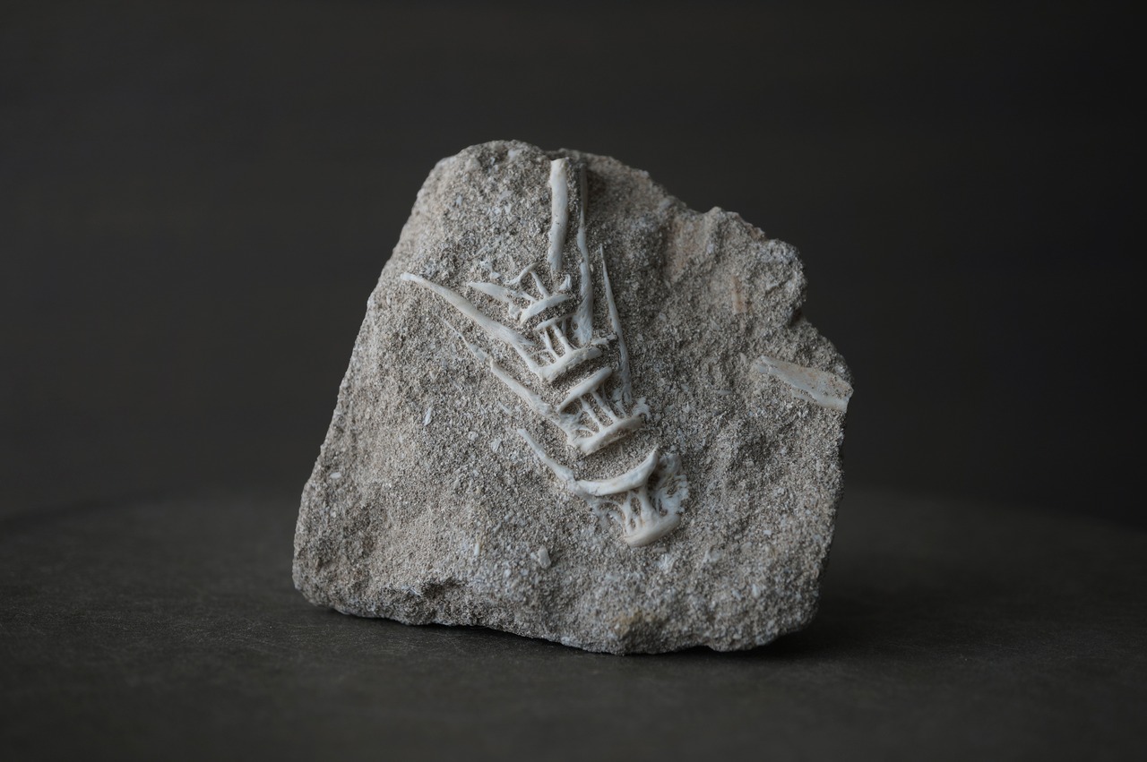 モロッコ産エンコドゥス脊椎化石 Enchodus sp.2429
