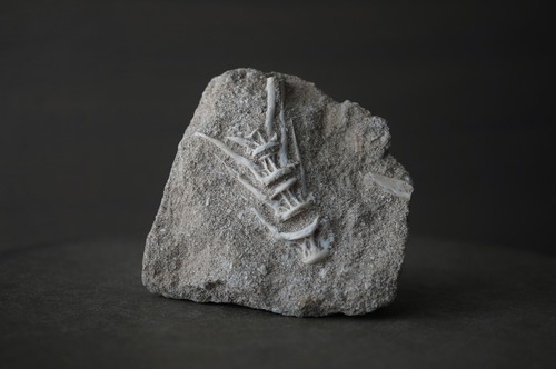 モロッコ産エンコドゥス脊椎化石 Enchodus sp.2429