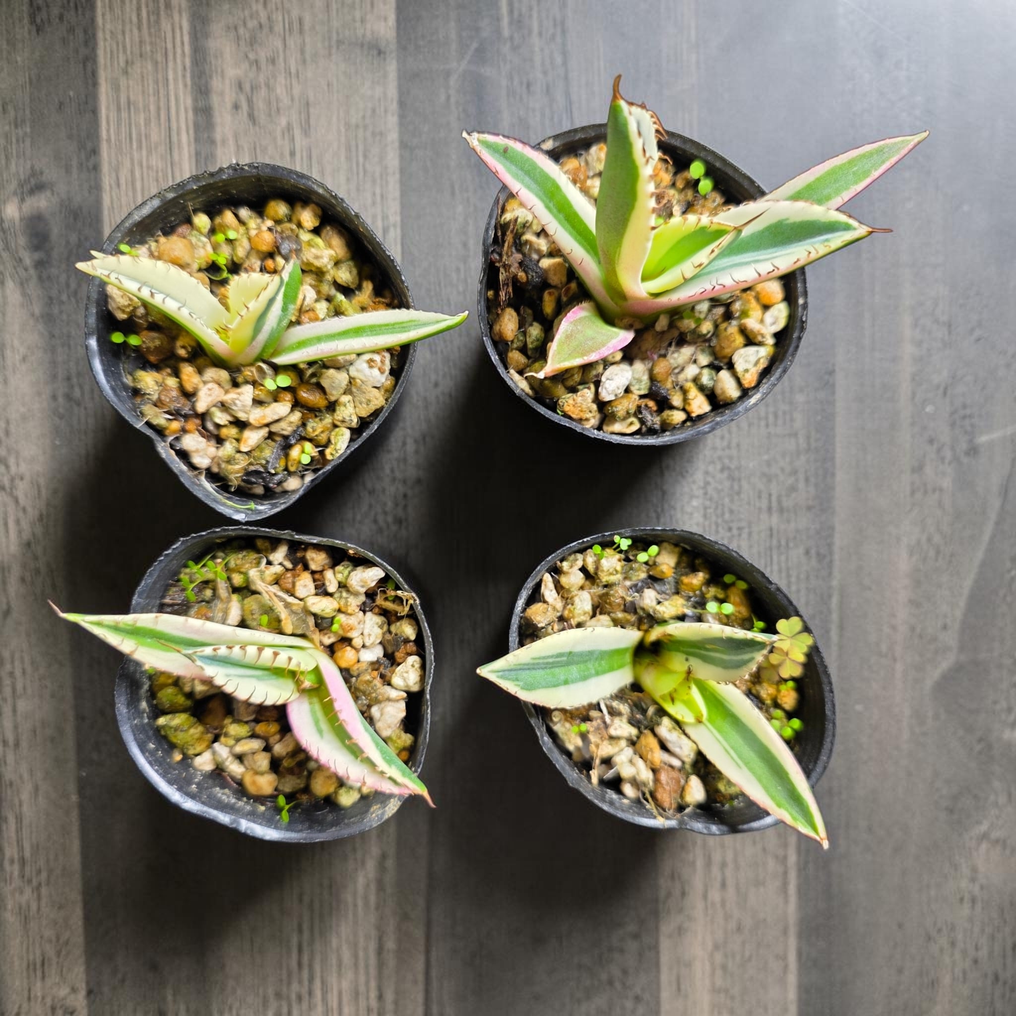 アガベ　チタノタ　スナグルトゥース　50株 アガベ チタノタ 'スナグルトゥース'（Agave titanota 'Snaggle Tooth