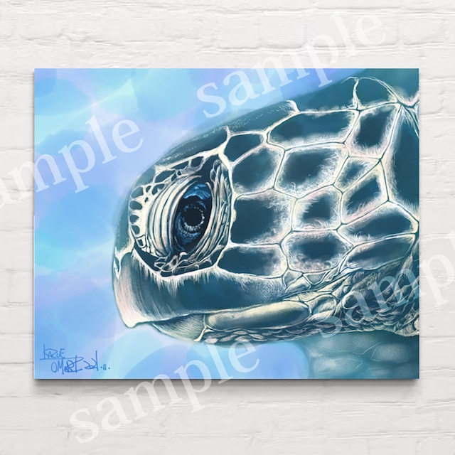 Sea turtle 03 キャンバスプリント（F3号）