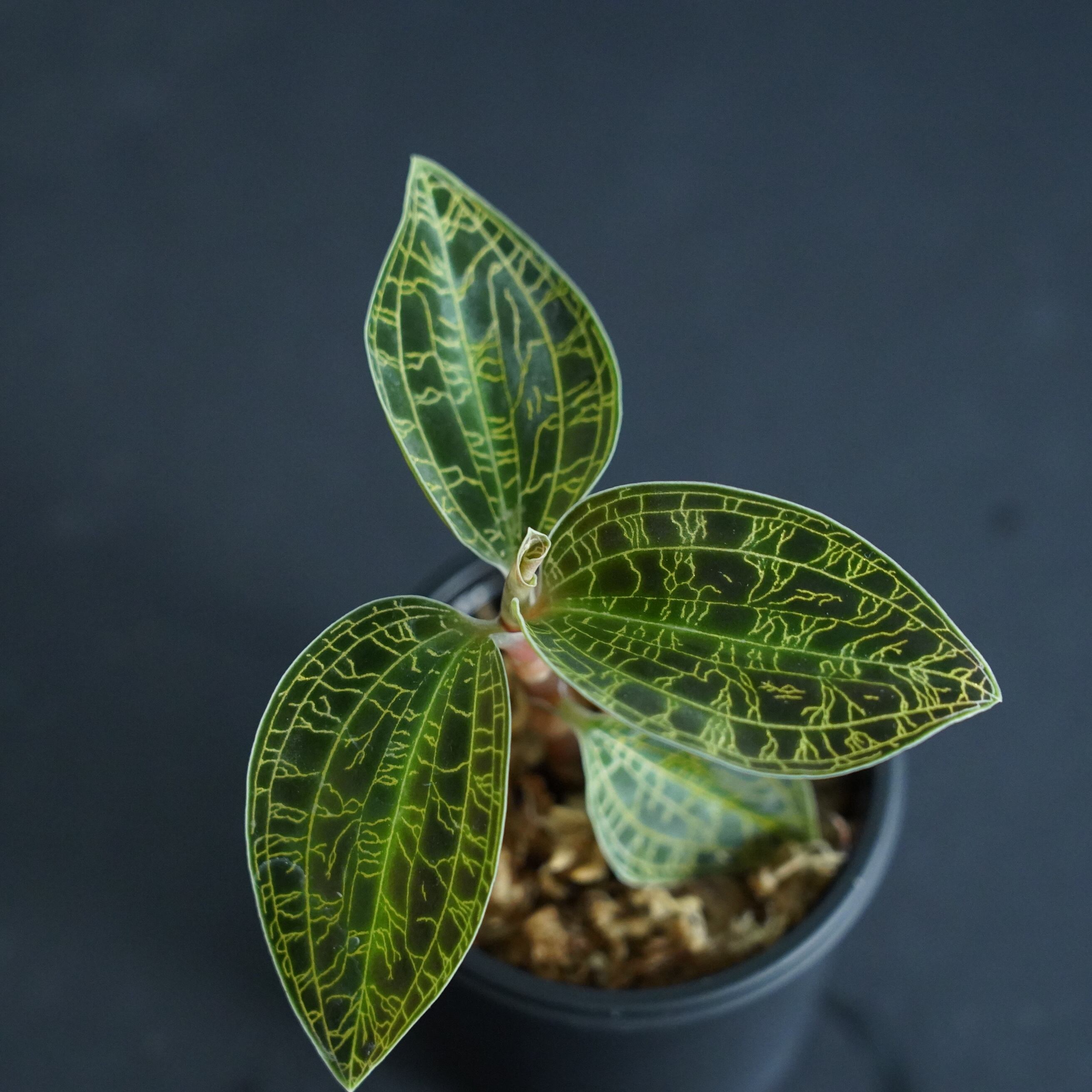 ◇現品◇マコデスペトラ（タイランド）【ジュエルオーキッド宝石蘭