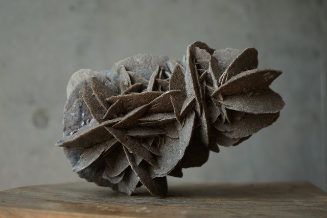 デザートローズ Desert Rose 1403