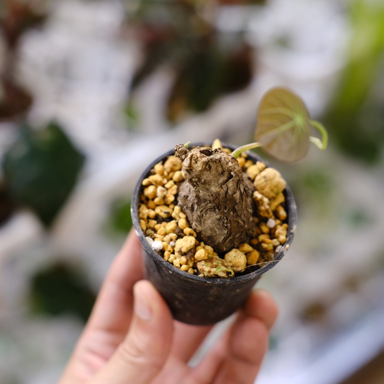 Stephania kaweesakii / ステファニア カウィーサキー㉙/ 観葉植物