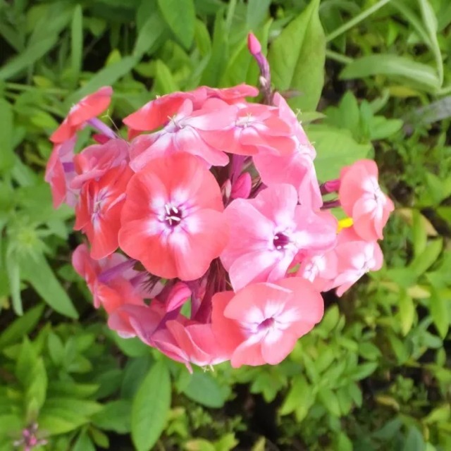 フロックス パニキュラータ 'ジュニオールダンス'