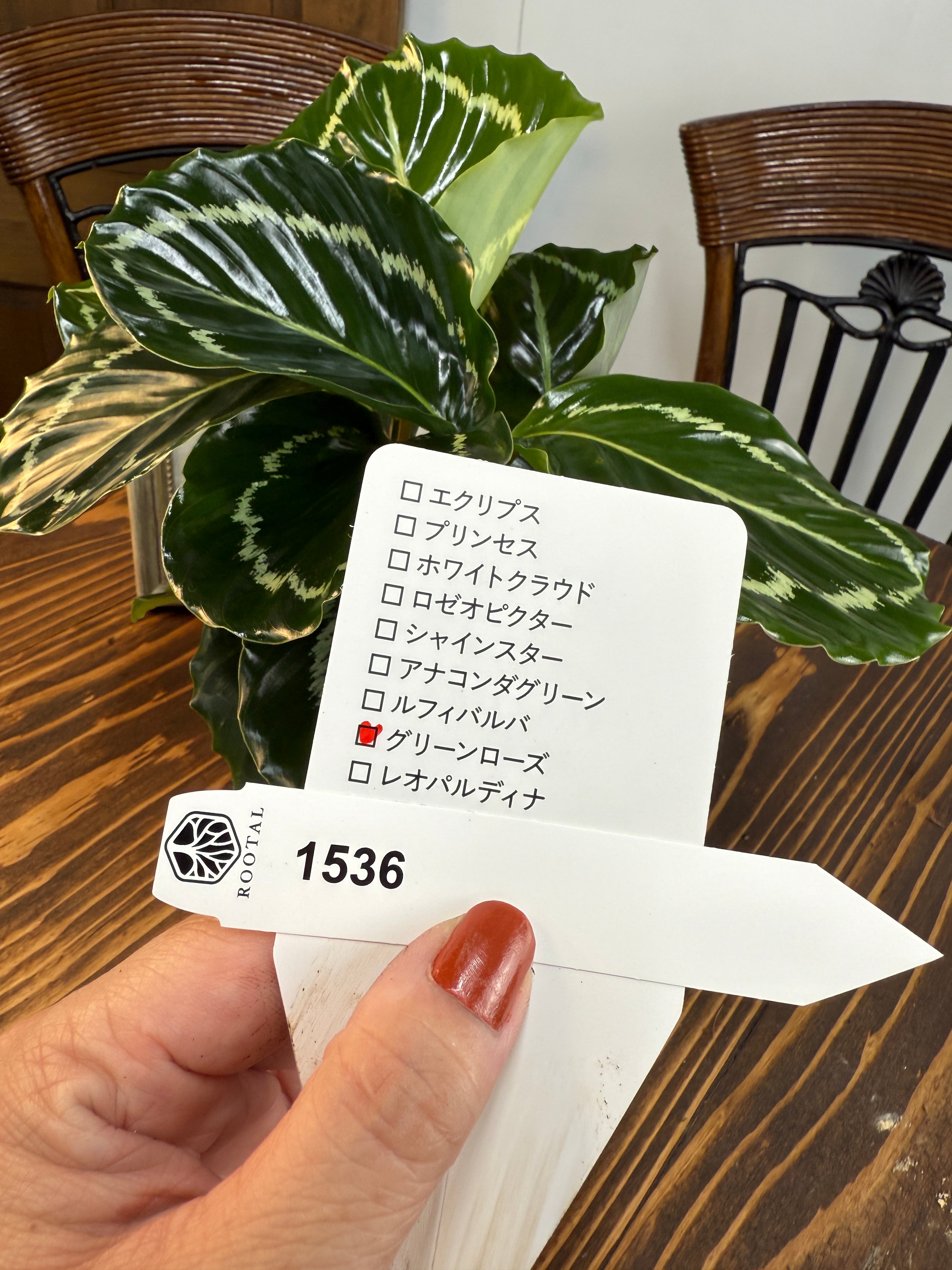 カラテア | ROOTALPLANTS