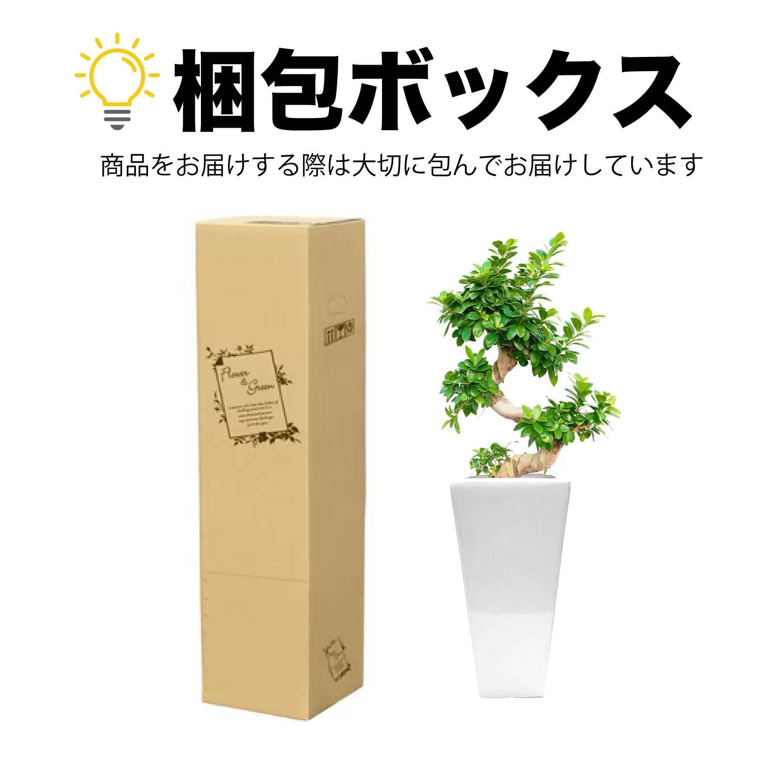 バリ島を感じれる観葉植物モンステラ 8号 陶器鉢 | インテリアグリーン