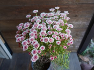 【現物】アクチノジウム　”シャトルデイジー”　B