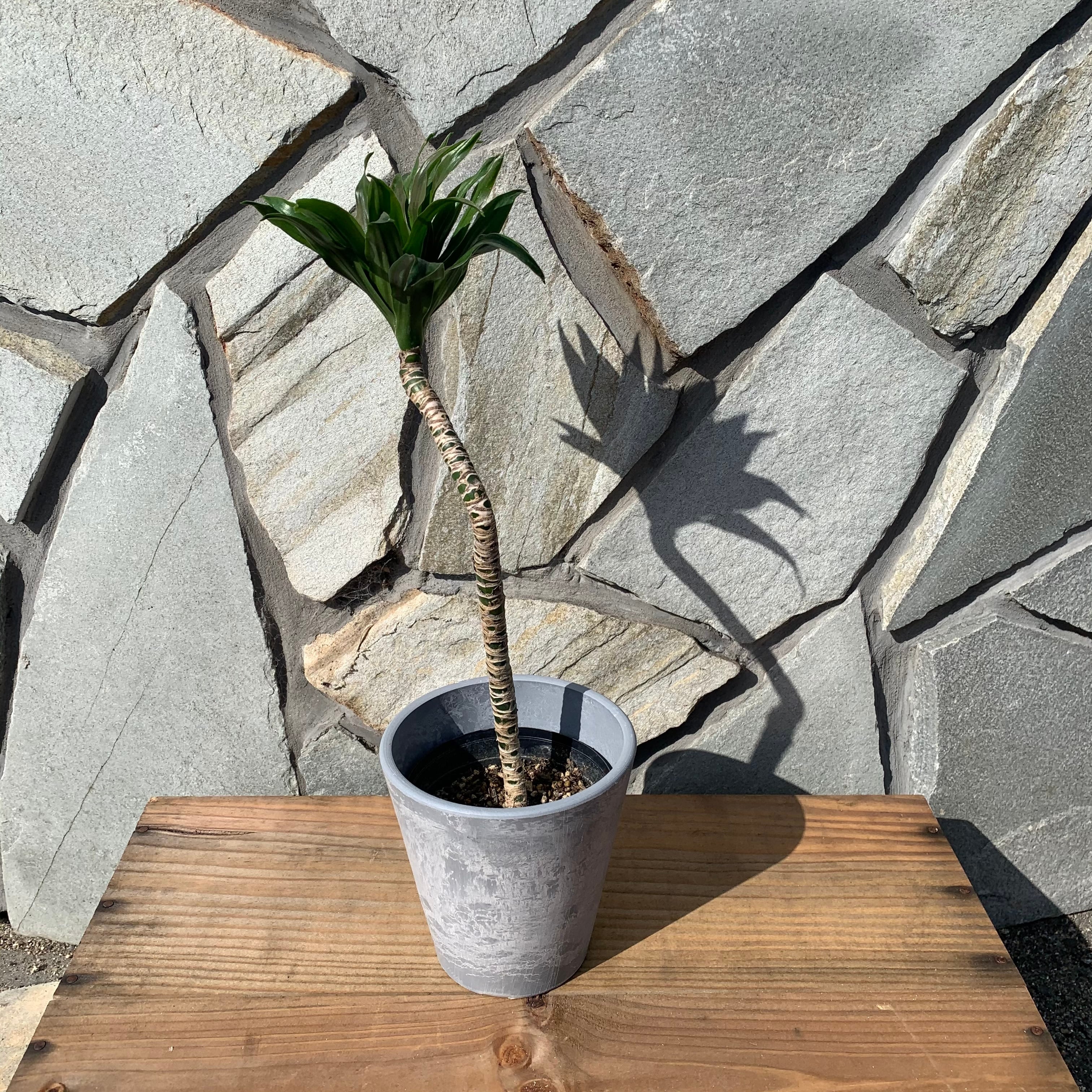 送料無料 ドラセナ コンパクタ 3 5号 曲がり プラ鉢 個性的 デザイン インテリア Florist Lulu Flower ルルフラワー オンラインストア 送料無料 ドラセナ コンパクタ 3 5号 曲がり プラ鉢 個性的 デザイン インテリア Florist Lulu Flower ルルフラワー オンラインストア