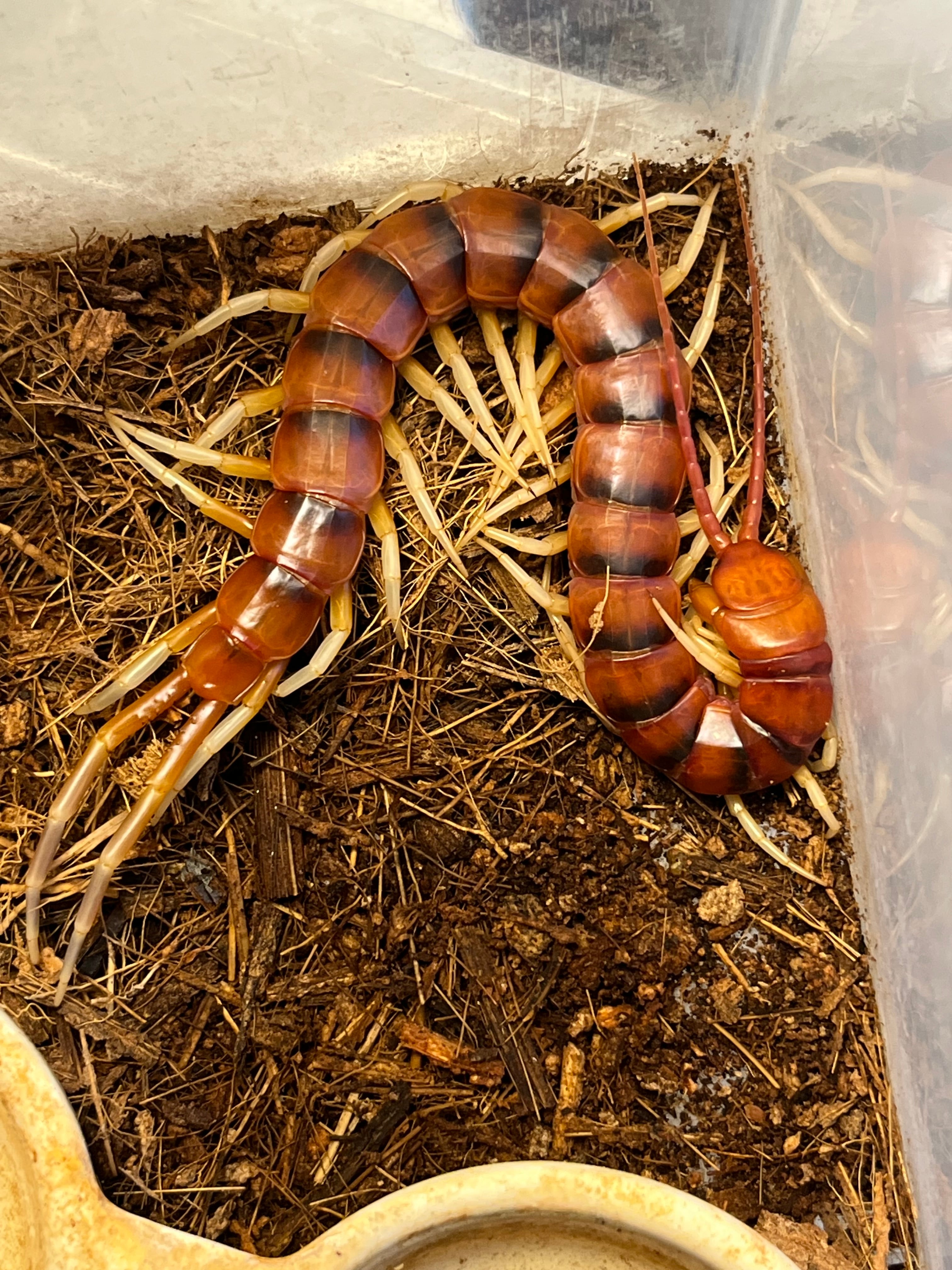 ムカデ | オモニキチュウ