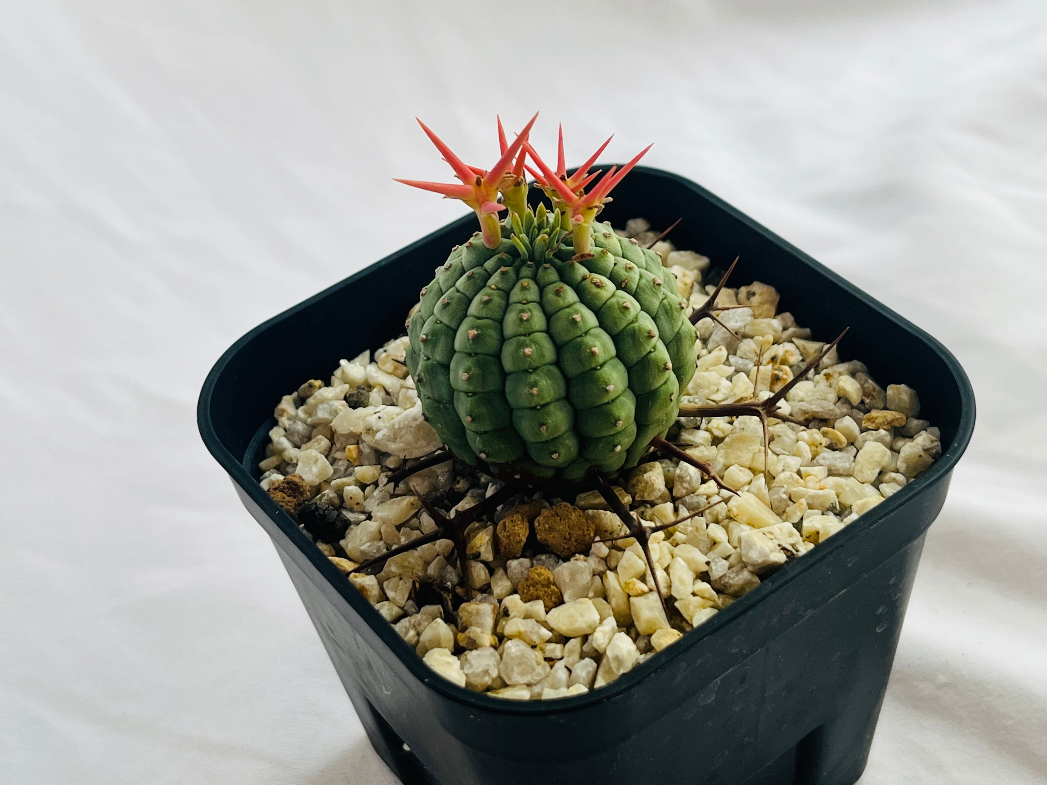 Euphorbia stellispina ユーフォルビア 群星冠 多肉植物 | plants MARU