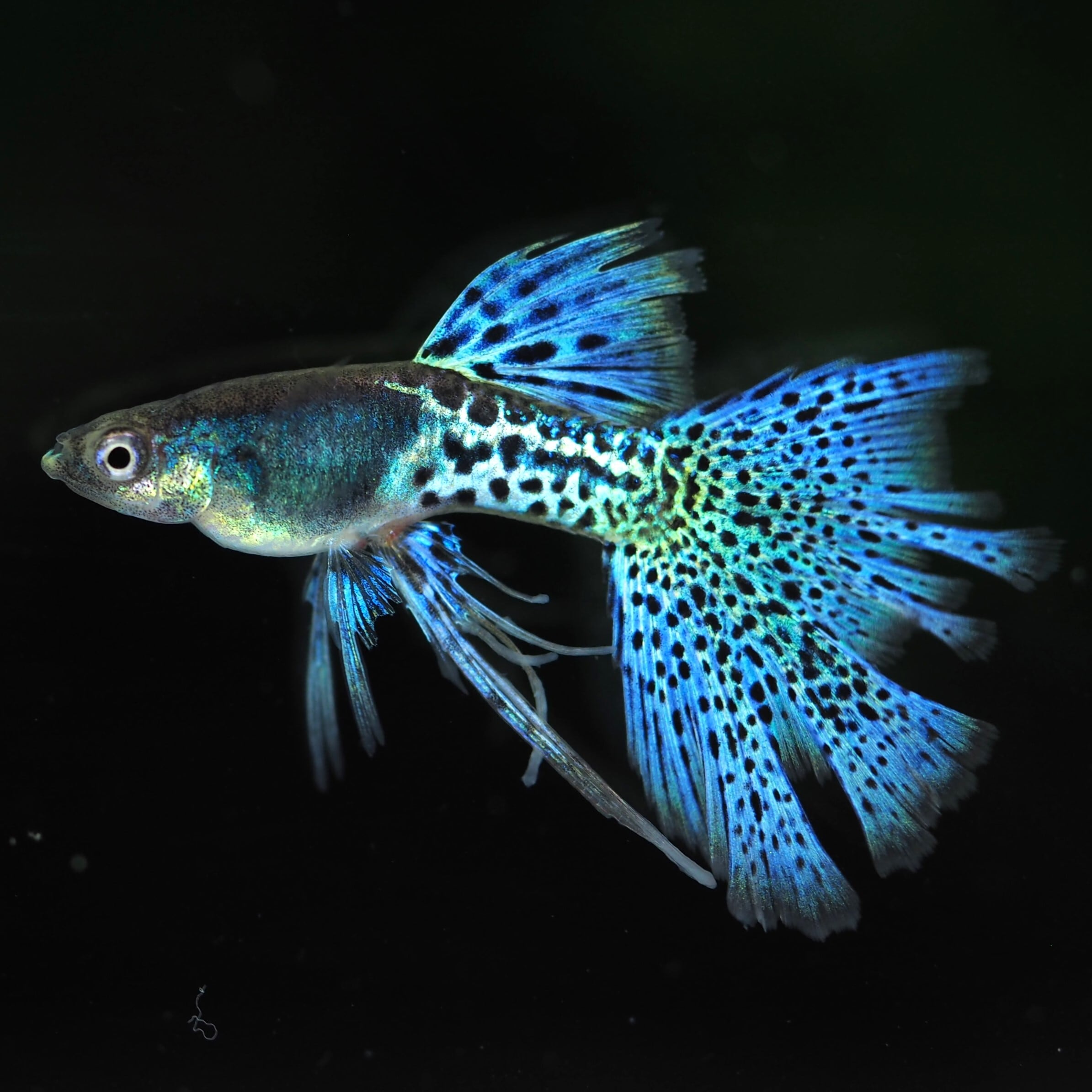 GUPPY | 伊豆グッピーファーム