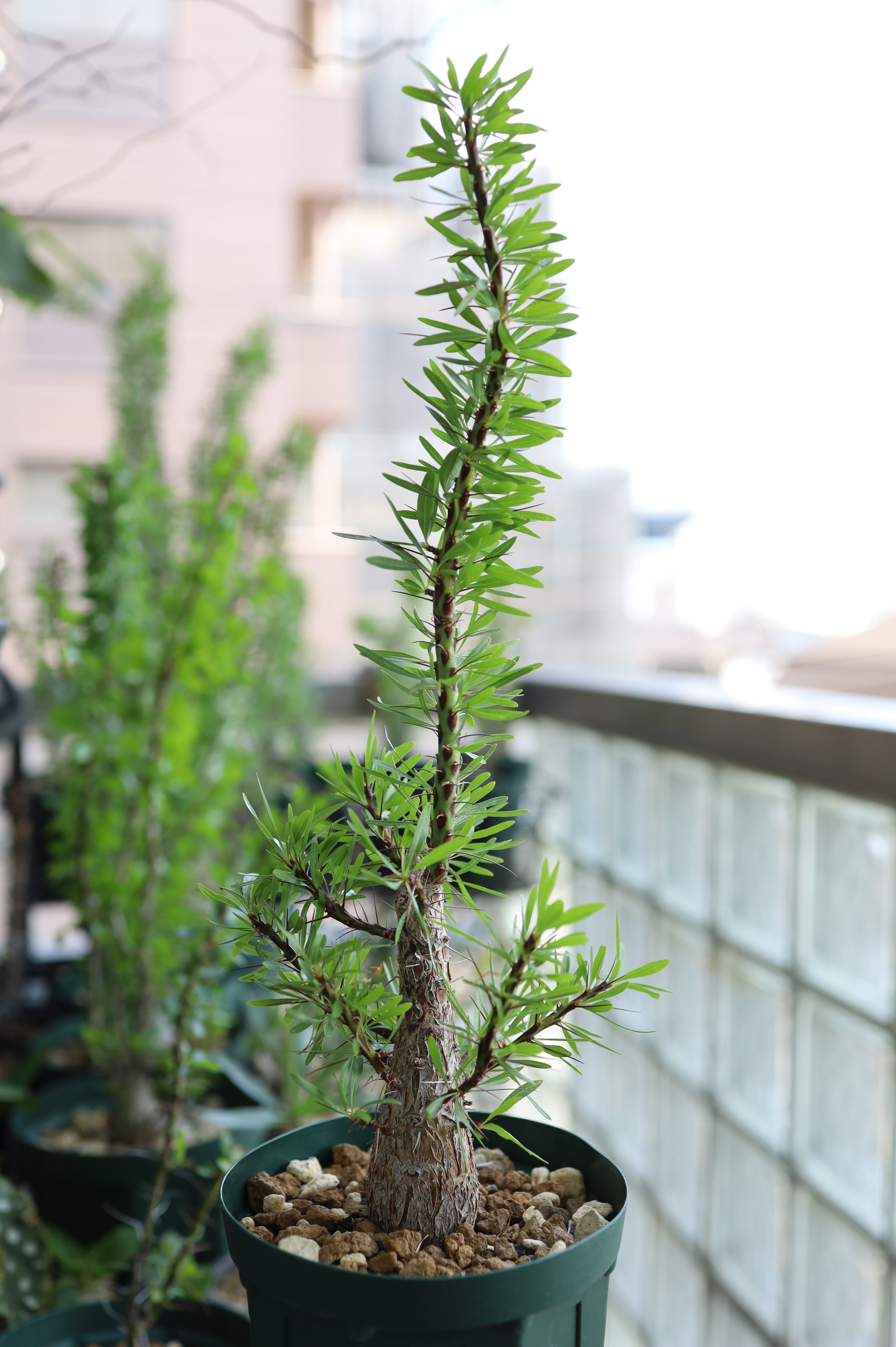 2026.05019_フォークイエリア・プルプシー | Fouquieria purpusii _009