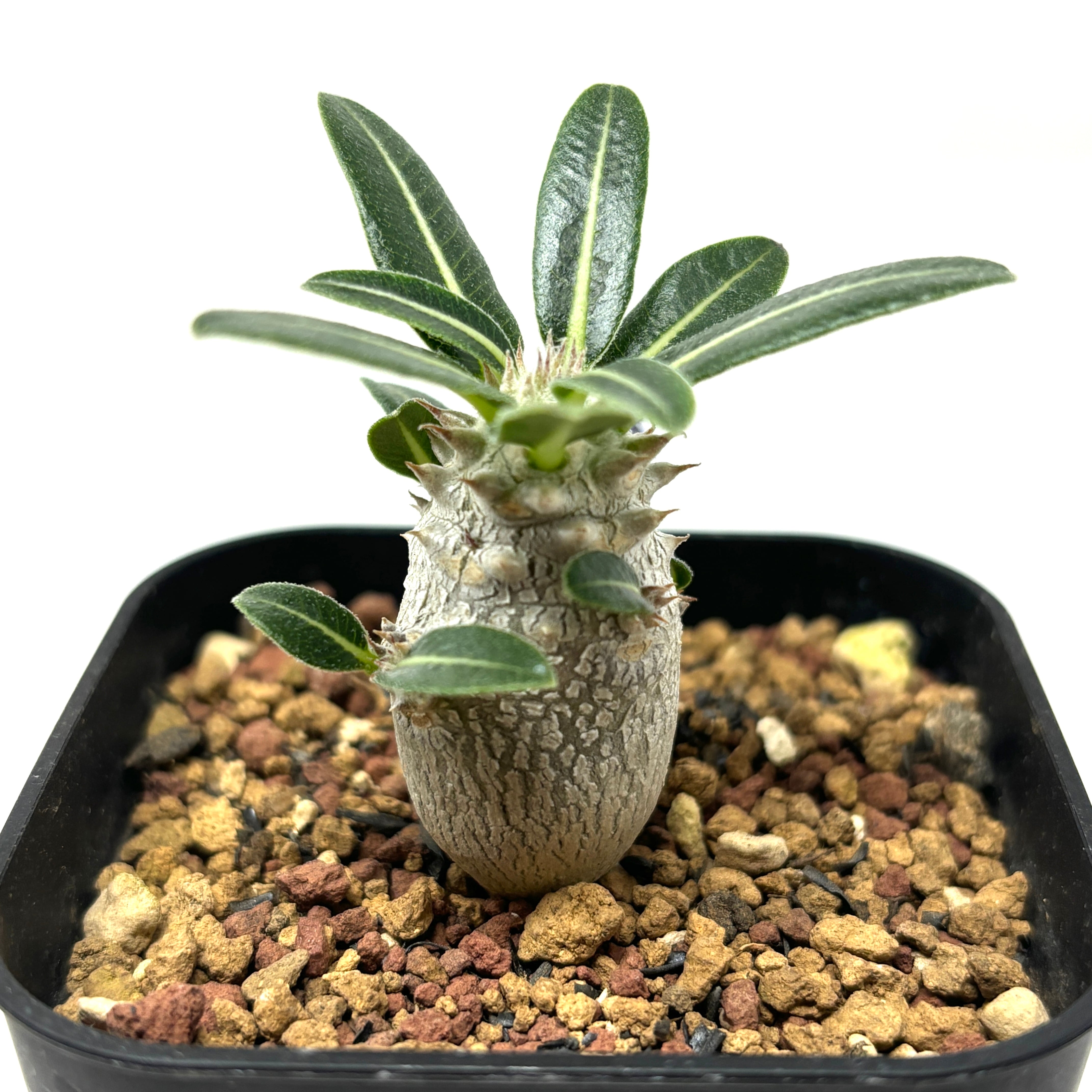 パキポディウム タッキー×レウコキサンツムハイブリッド