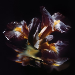 【予約9/16発売】Raein「Forme Sommerse / 『水底の象像』」
