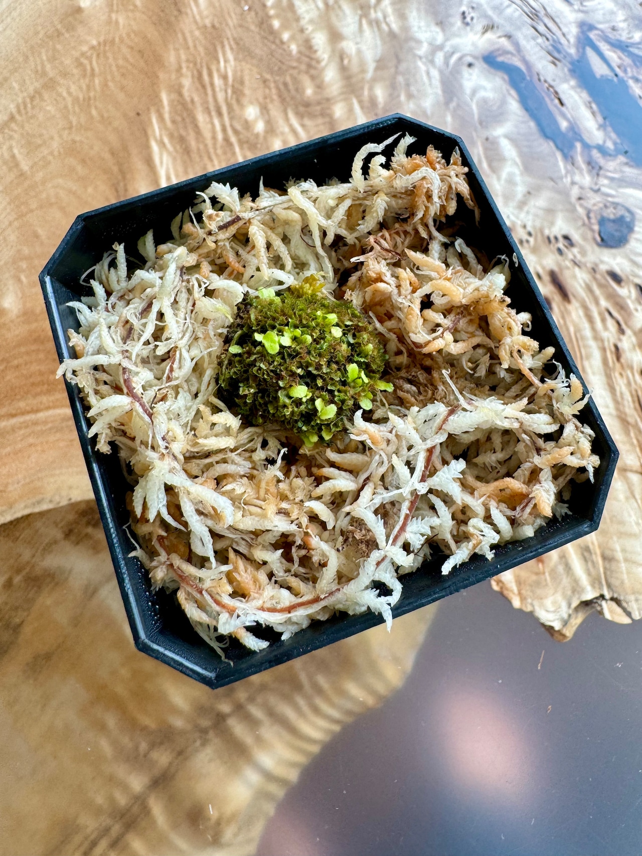 Veitchii Auburnriver spore 胞子体　
