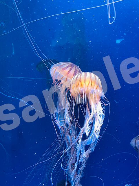 Jellyfish #3