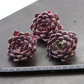 カット苗 ライラック Echeveria 'Lilac'