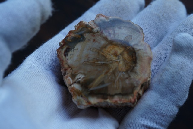 珪化木 Araucarioxylon ⑥