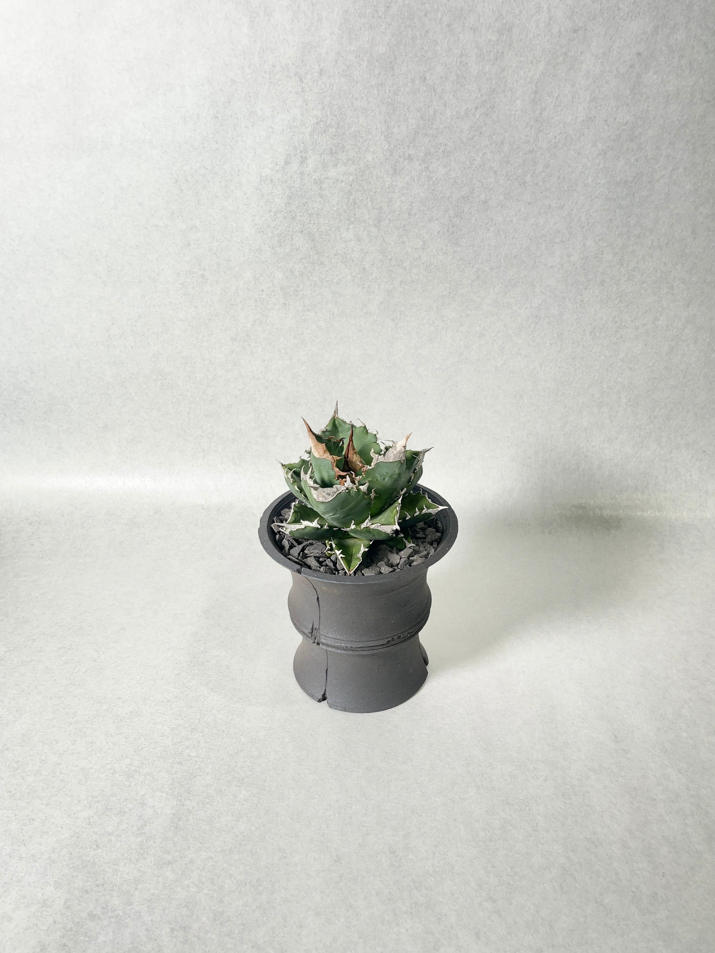 アガベ・ホワイトファイヤー | trigger