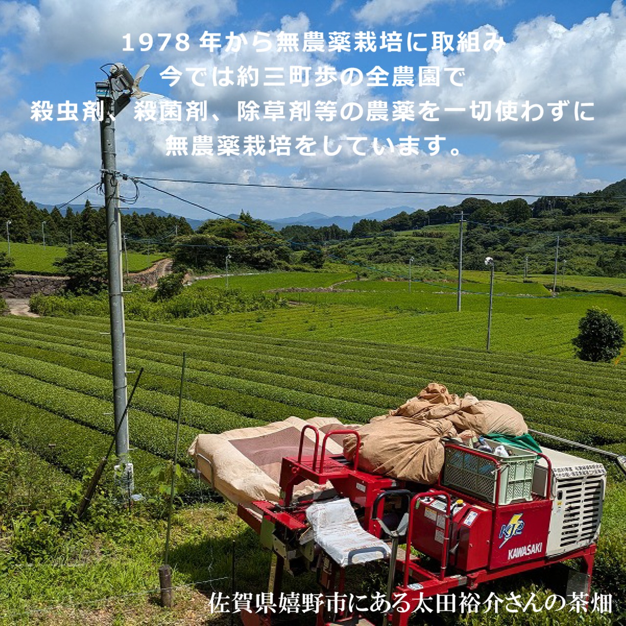 無農薬栽培 嬉野産べにふうき粉末茶 50g袋入り｜農家直送の香り豊かで色鮮やかなお茶 花粉症対策に栄養まるごと摂取 - 8