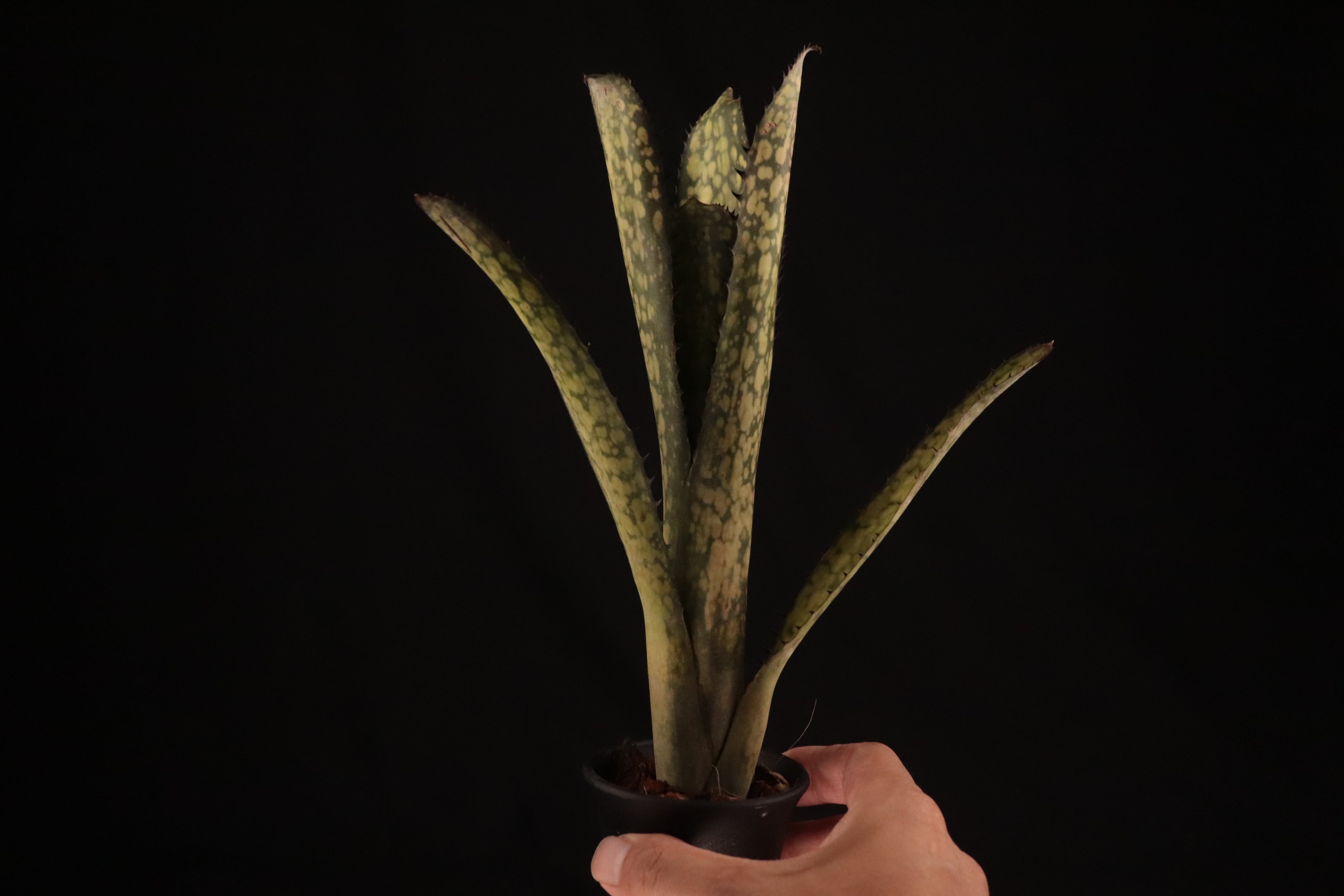 送料無料】Billbergia 'Kolan Apocalyptic' x 'Kolan Crunch
