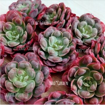 Top【選抜株】多肉植物　22744エリカー錦 36個　鉢無し/脱土 Top【選抜株】多肉植物 23380ボールオブファット 30個 鉢無し 【公式通販】
