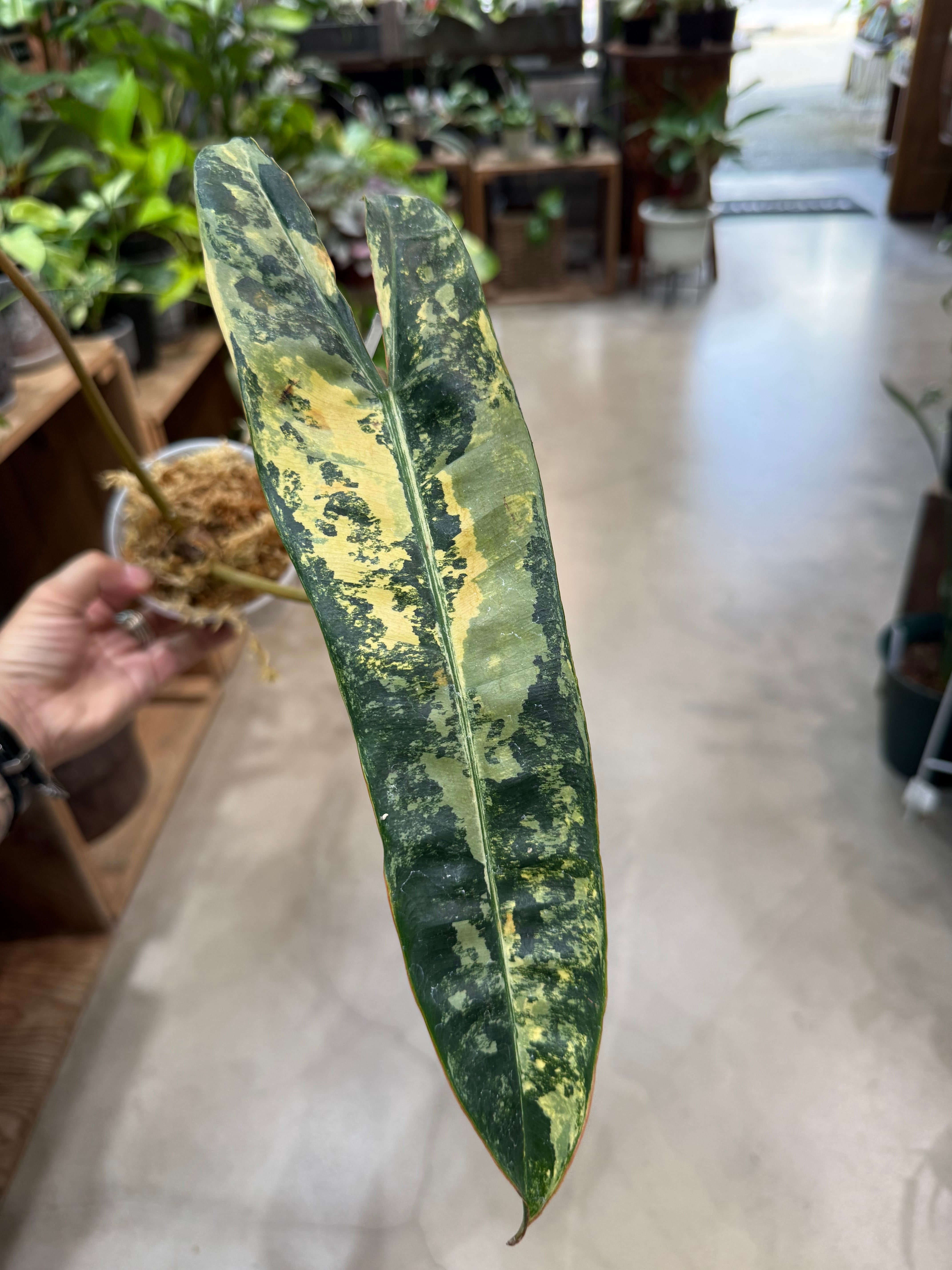 フィロデンドロン ギガンチウム ブリザード | MIDORIYA 観葉植物専門店