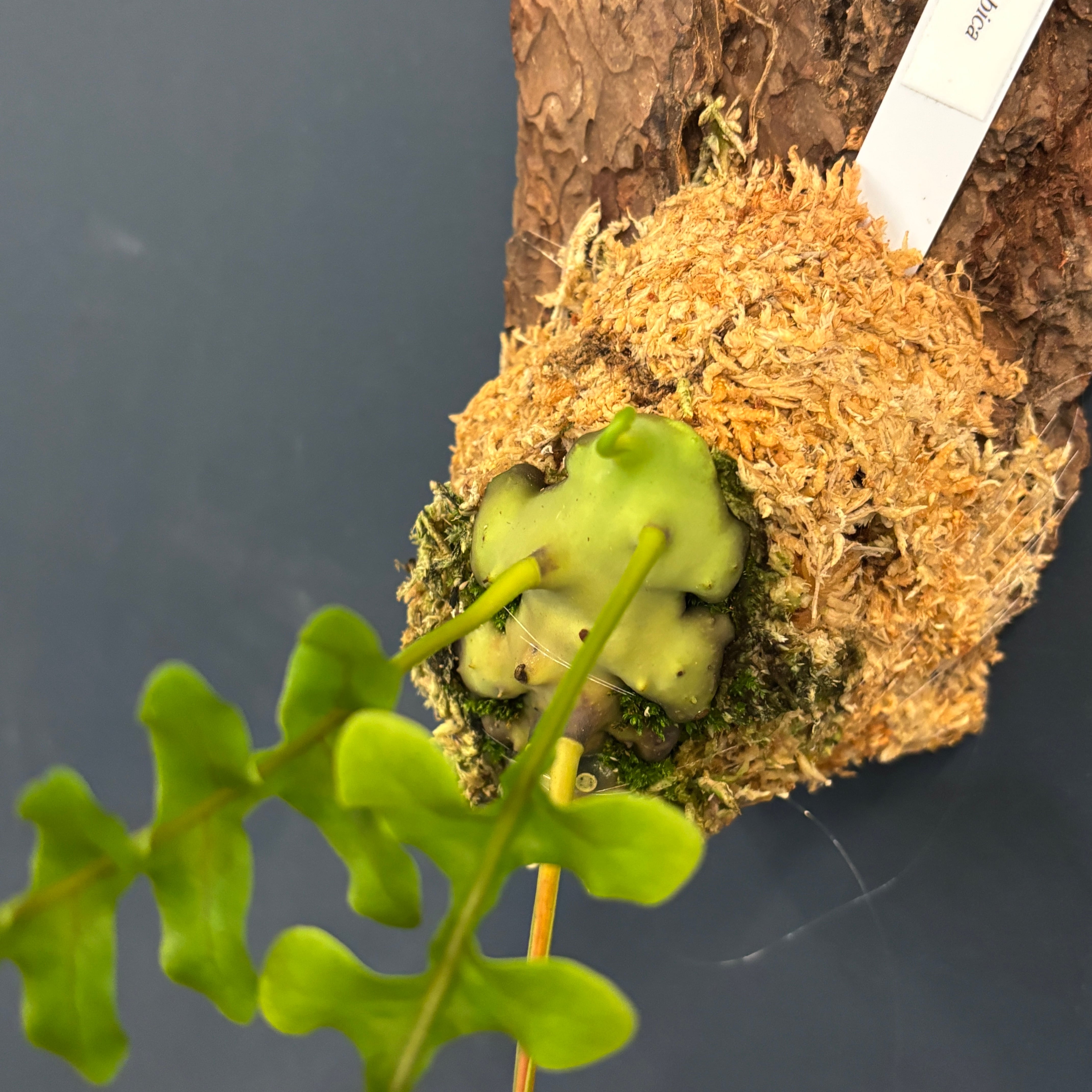 Lecanopteris celebica レカノプテリス 3月8日まで レカノプテリス celebica【176】 | PROTOLEAF プロトリーフ