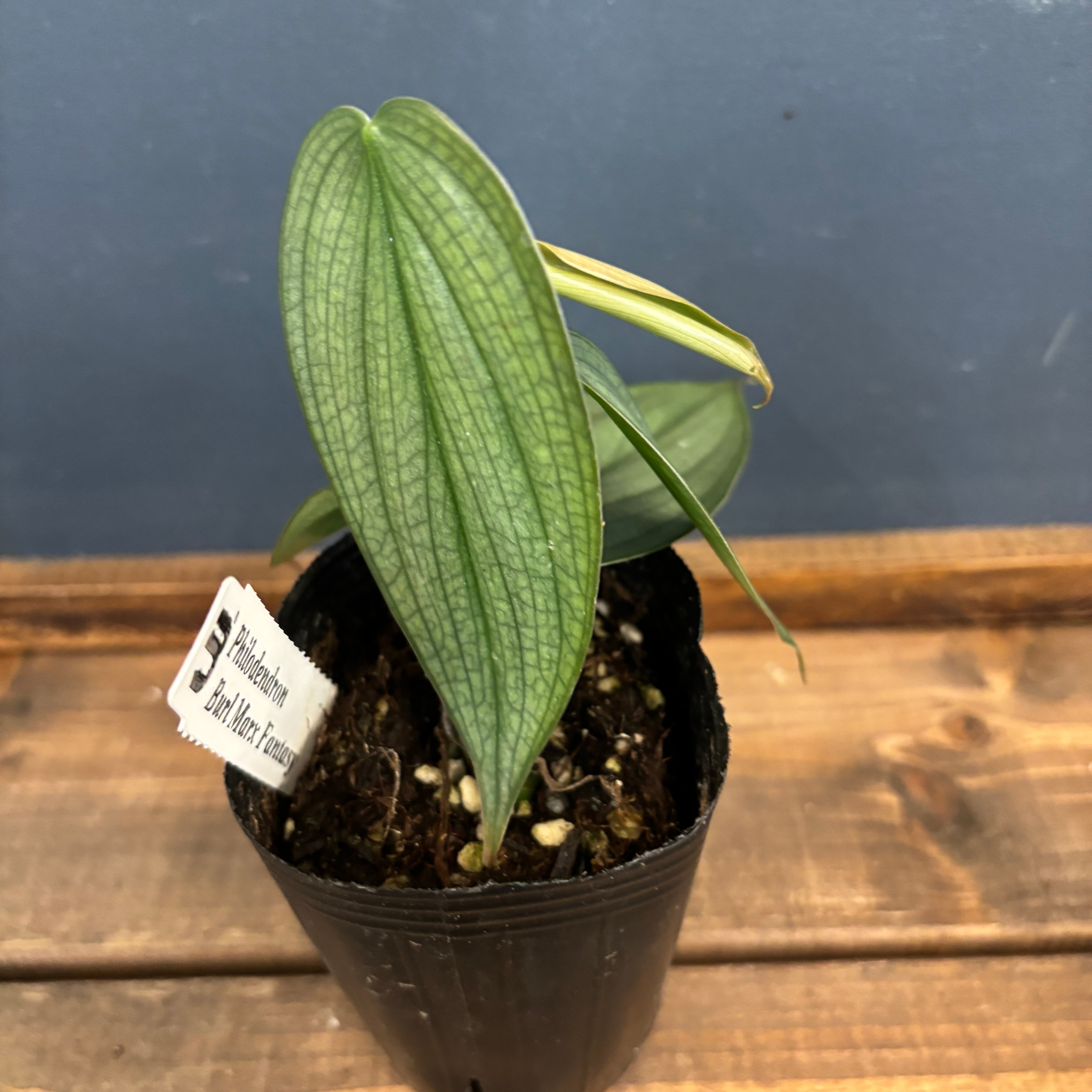 フィロデンドロン　バールマルクス斑入り フィロデンドロン・バールマルクス 斑入り 7号 - 植物と暮らす m