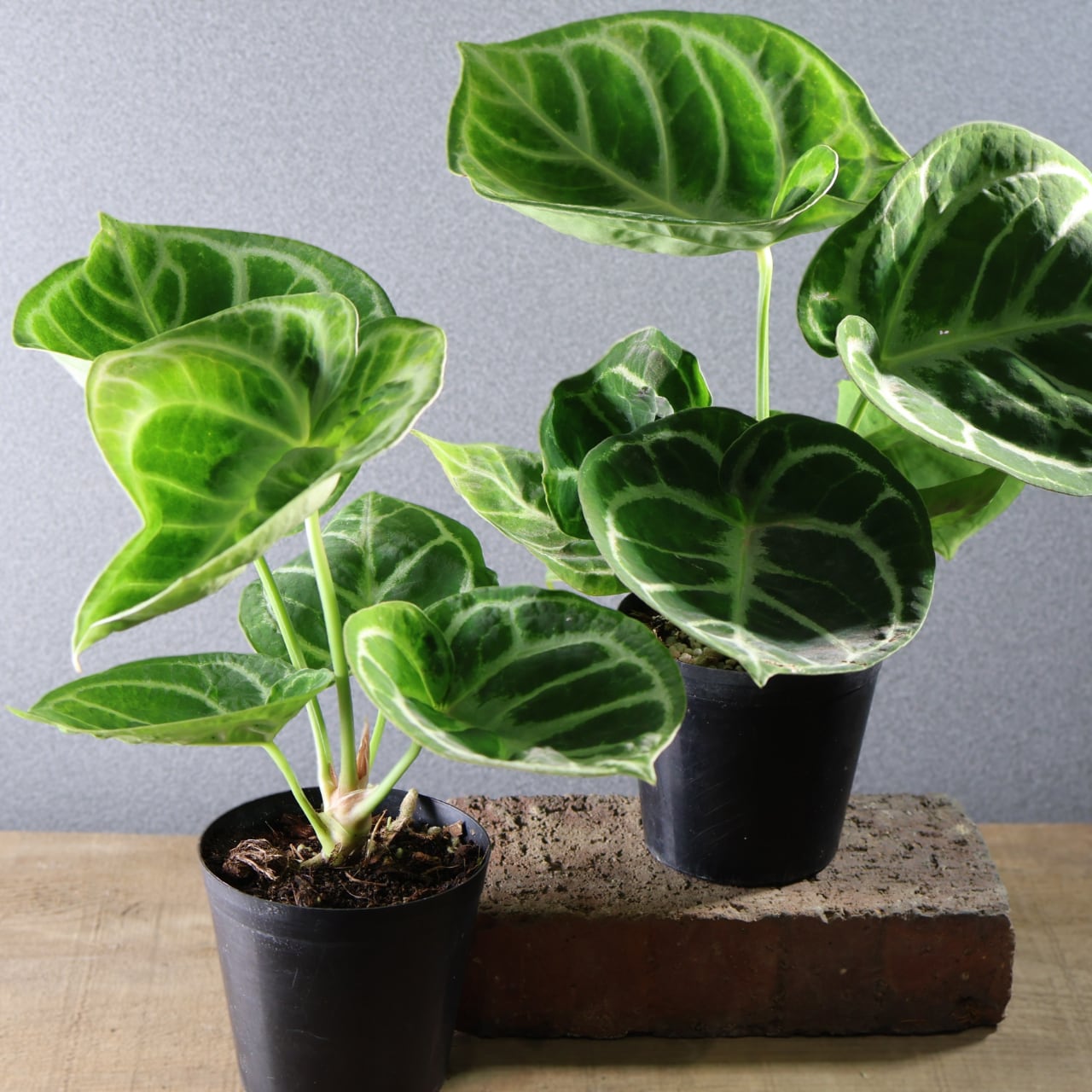 521『アンスリウム ドラヤキ』観葉植物【送料無料】 | MARX PLANTS