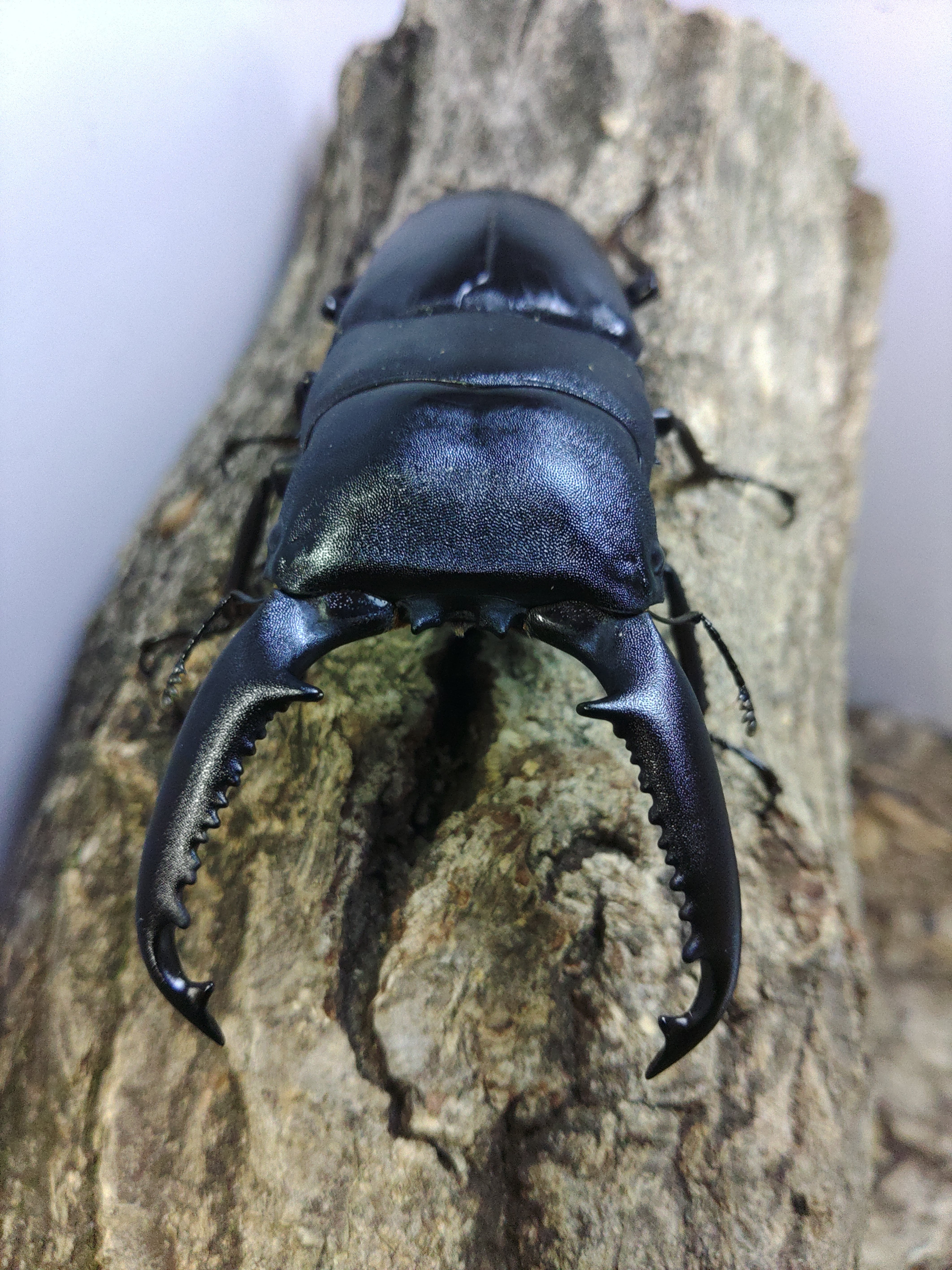 メタリフェルホソアカクワガタ ペア ♂82㎜ | くわバカおやじ