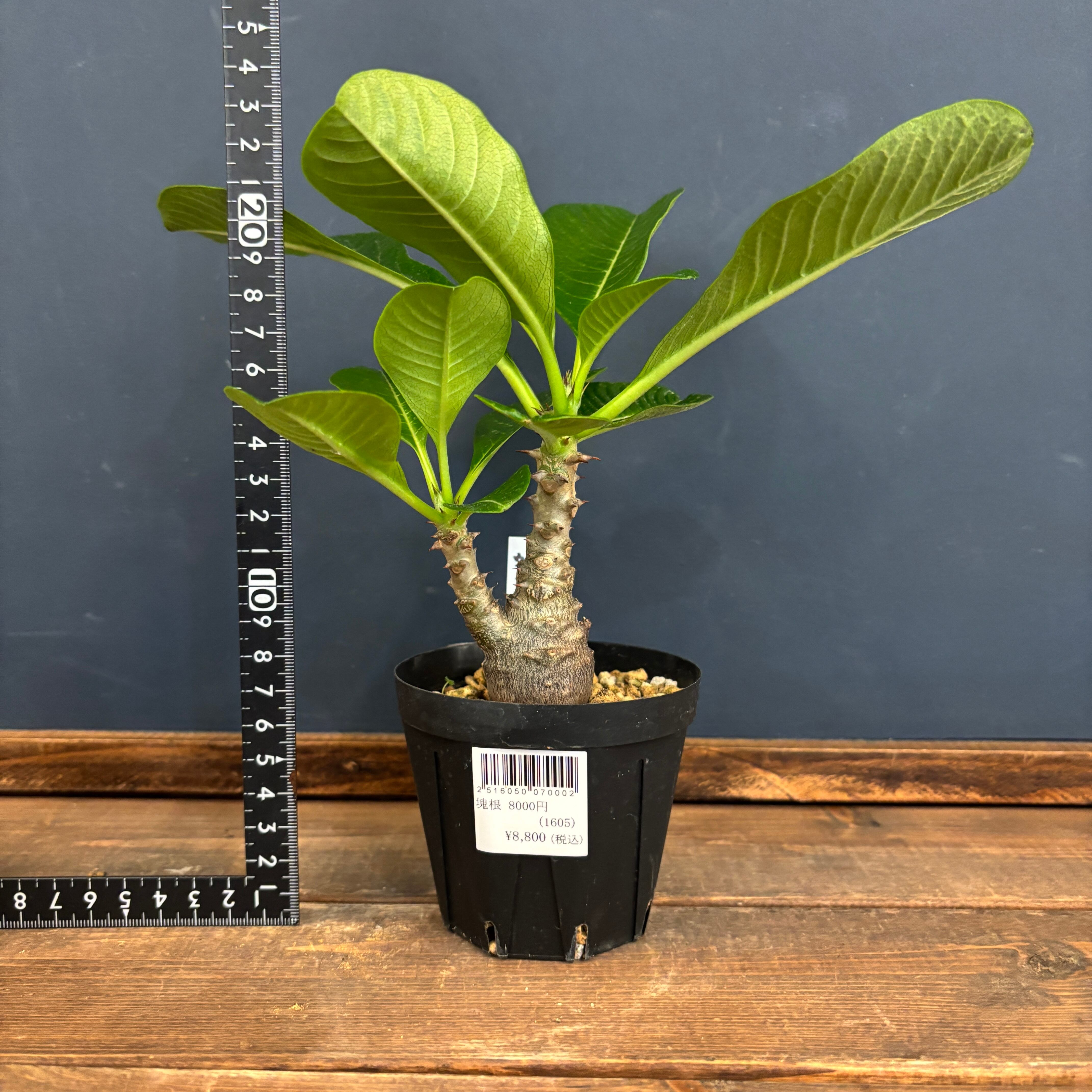 パキポディウム ウィンゾリー【037】 | PROTOLEAF プロトリーフ