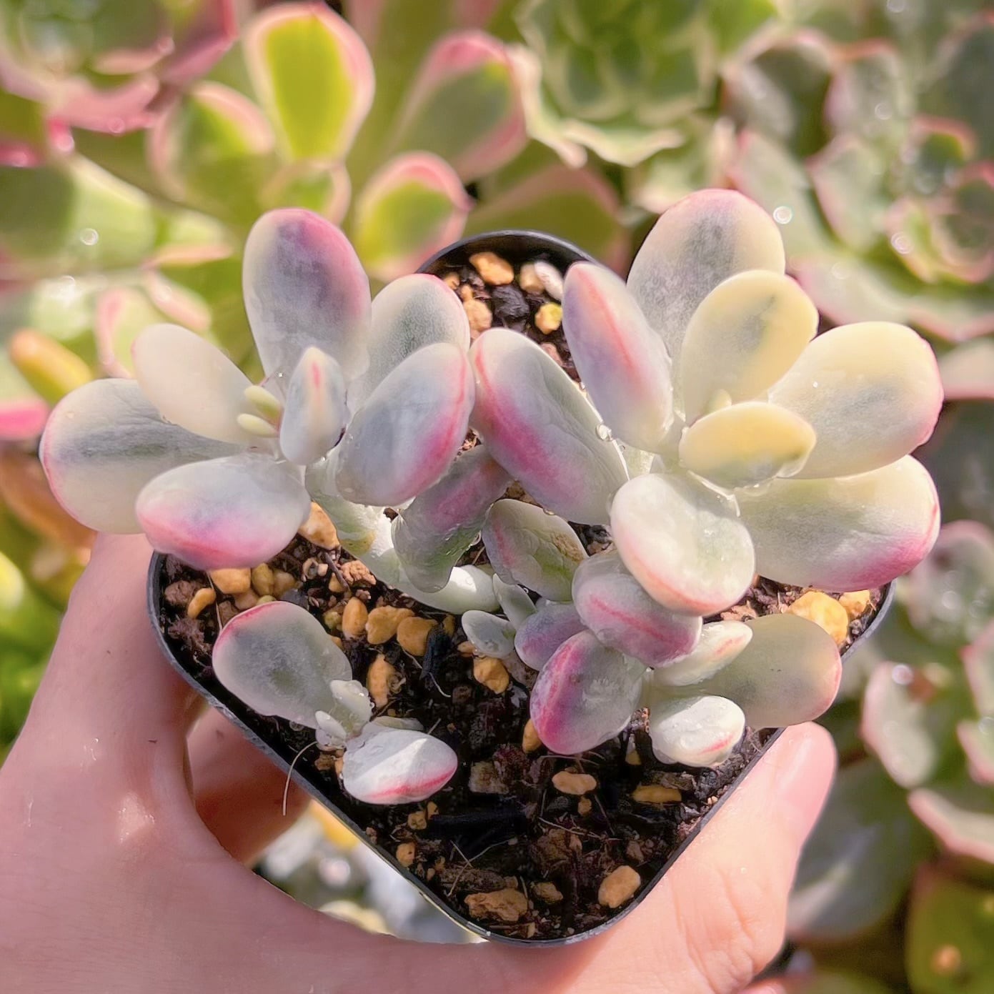 現物　達磨福娘錦#658   るる農園