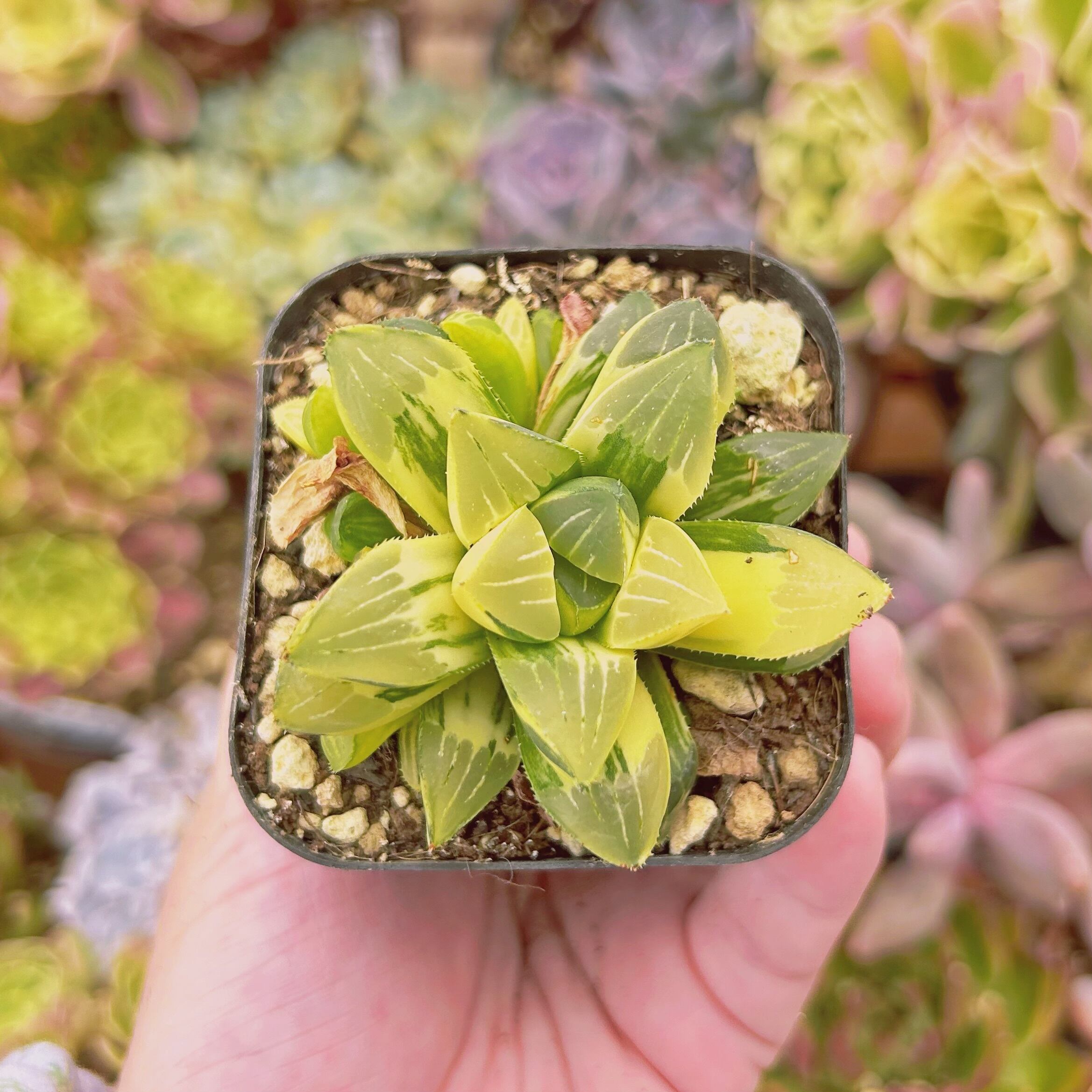 #854現物　多肉植物　姫寿錦　抜き苗