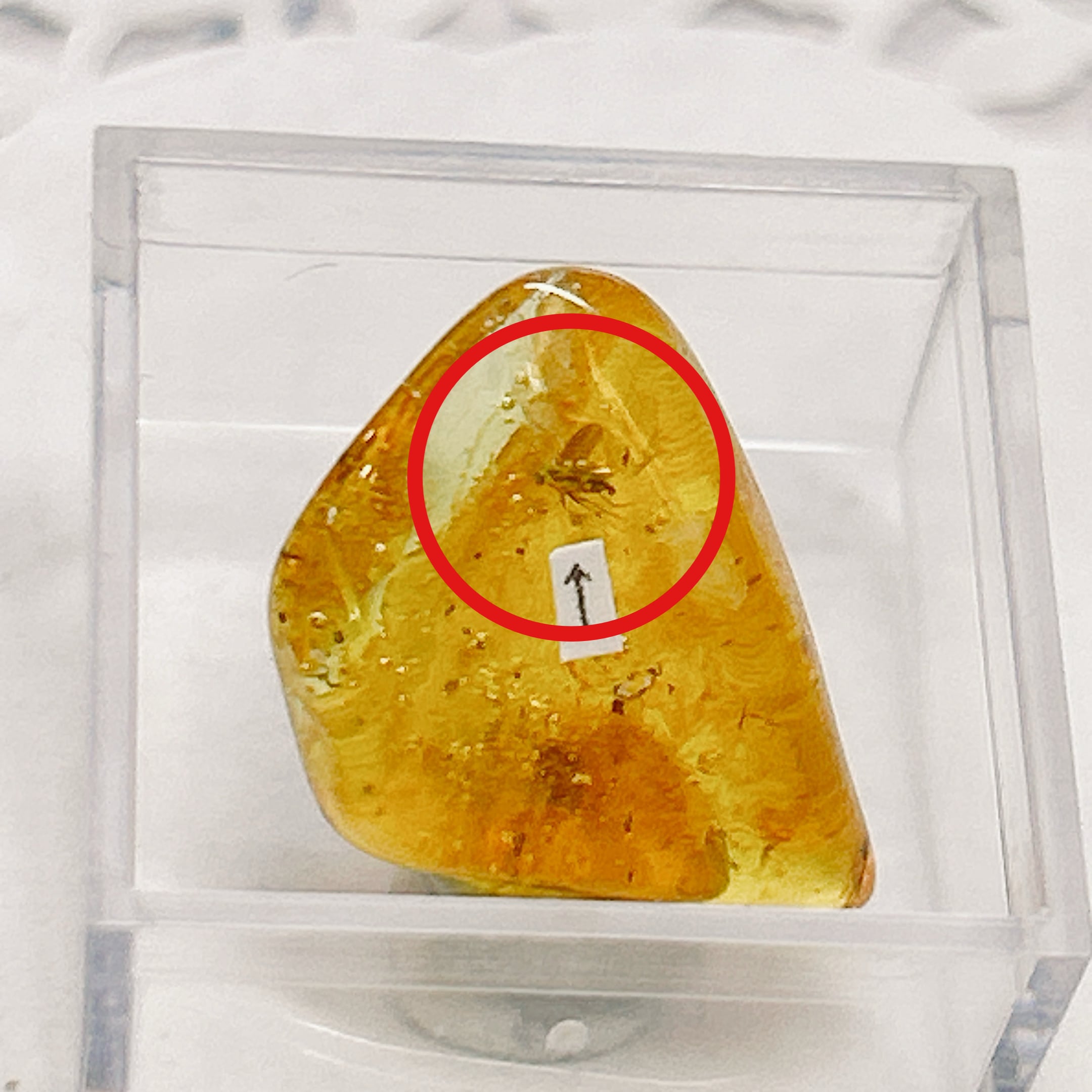 化石]琥珀・アンバー | クリスタル・ワールド御徒町店