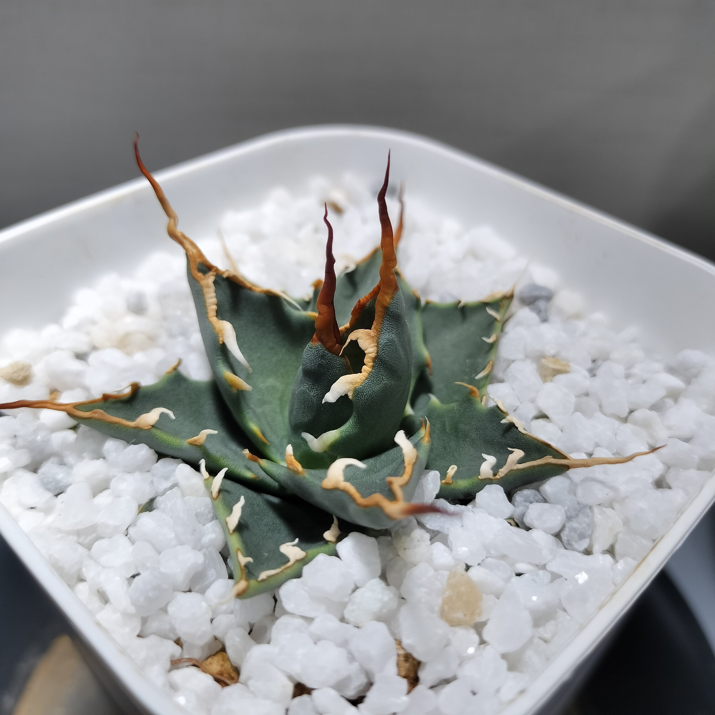 アガベ　ハイブリッド　万代厳竜 アガベ チタノタ 萬代厳竜 / Agave lophantha × titanota #1 |