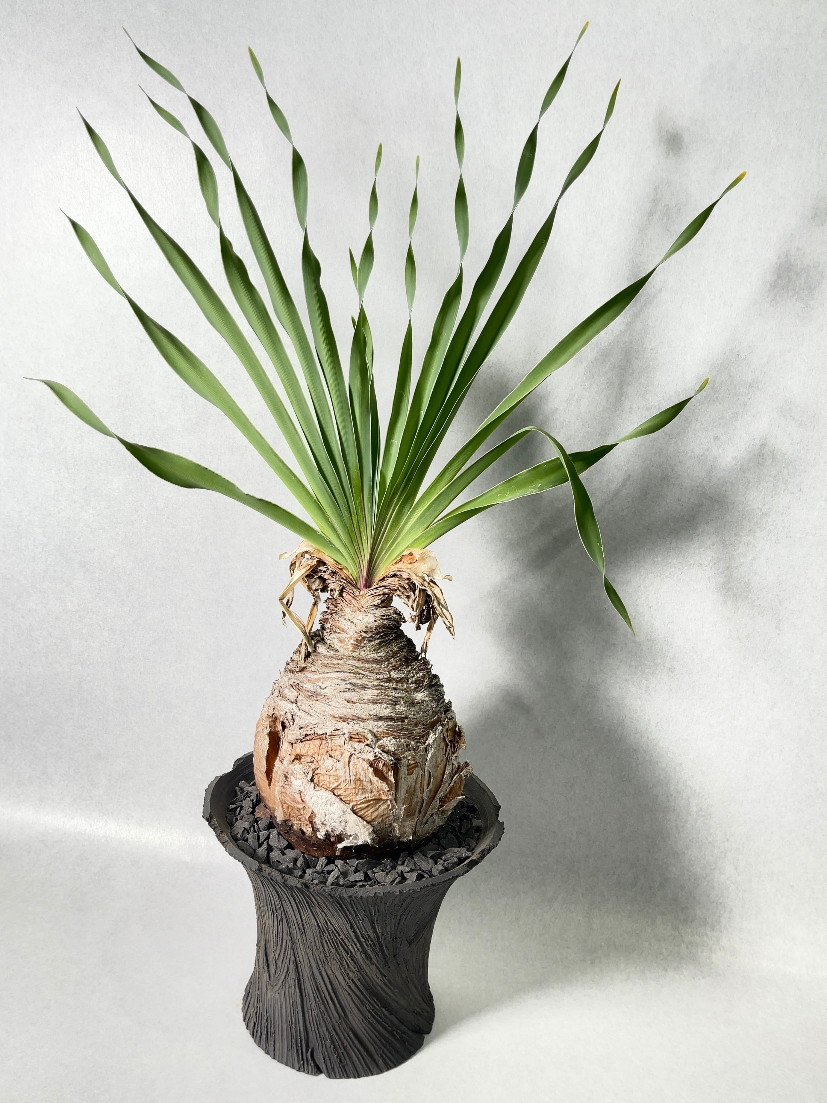 さ*つ様 ブーファン ディスティチャ 91fda4604aae183e0bc07e8c9b933c