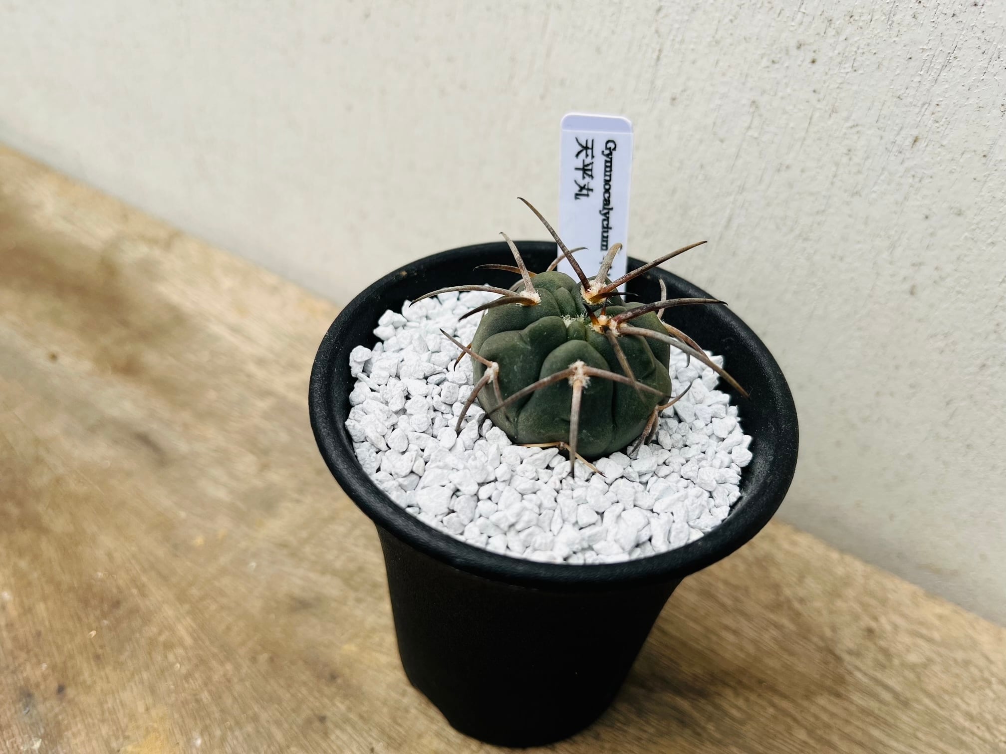 Gymnocalycium spegazzinii ギムノカリキュウム 天平丸 サボテン
