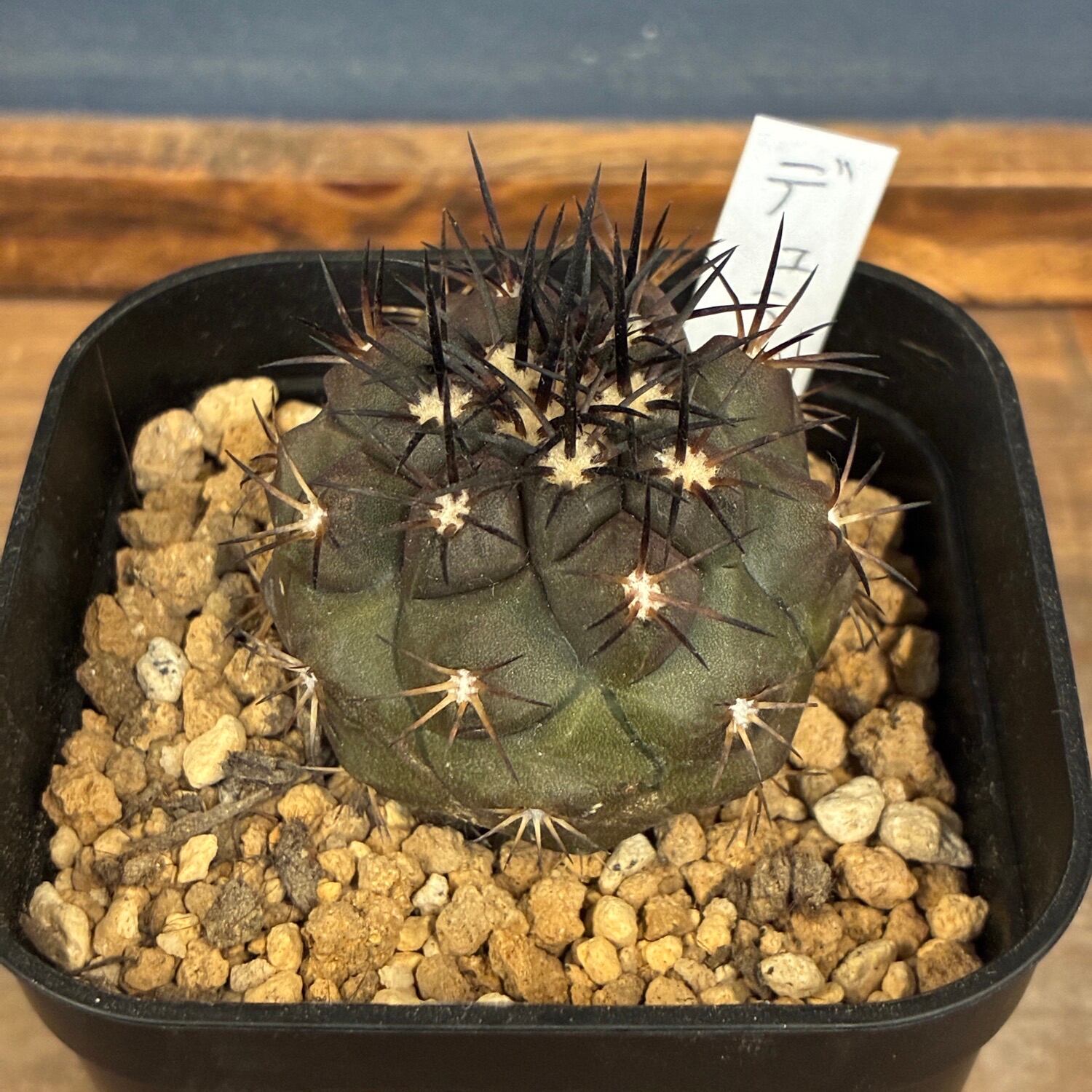 Copiapoa】サボテン コピアポア デュラ 銅羅丸 実生【244