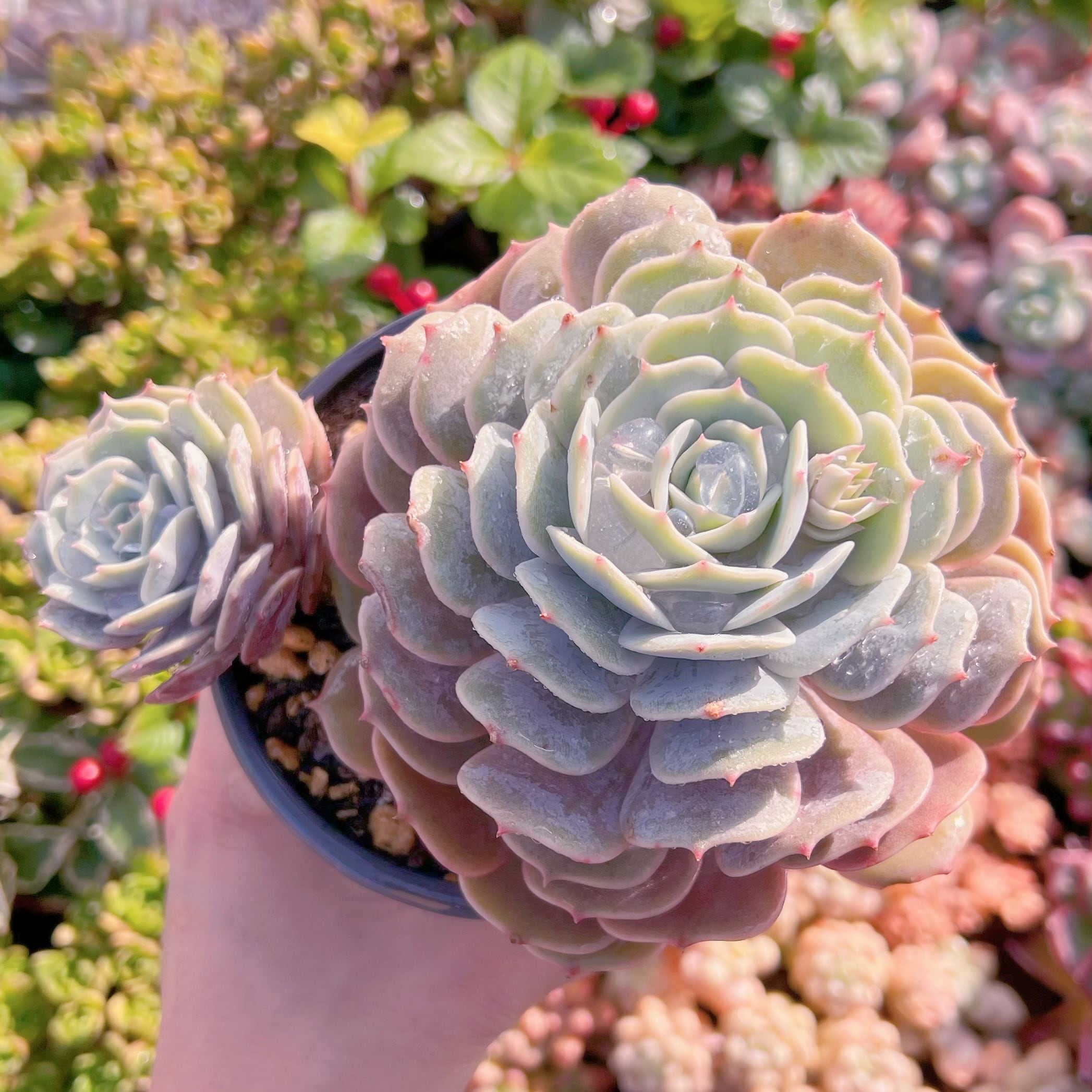 現品　ローラ#299　新入荷　るる農園