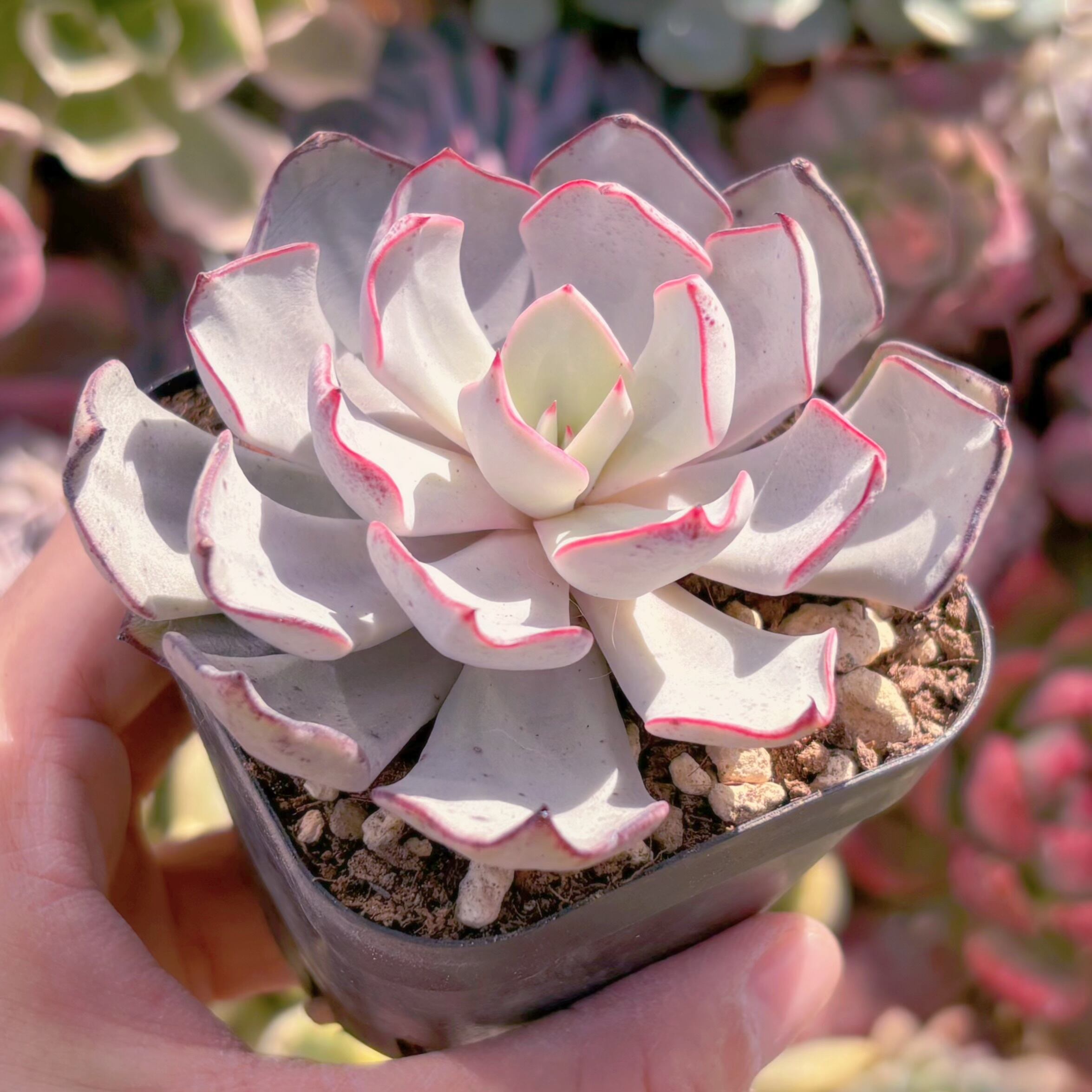 現品　ストリクチフローラ#277　るる農園