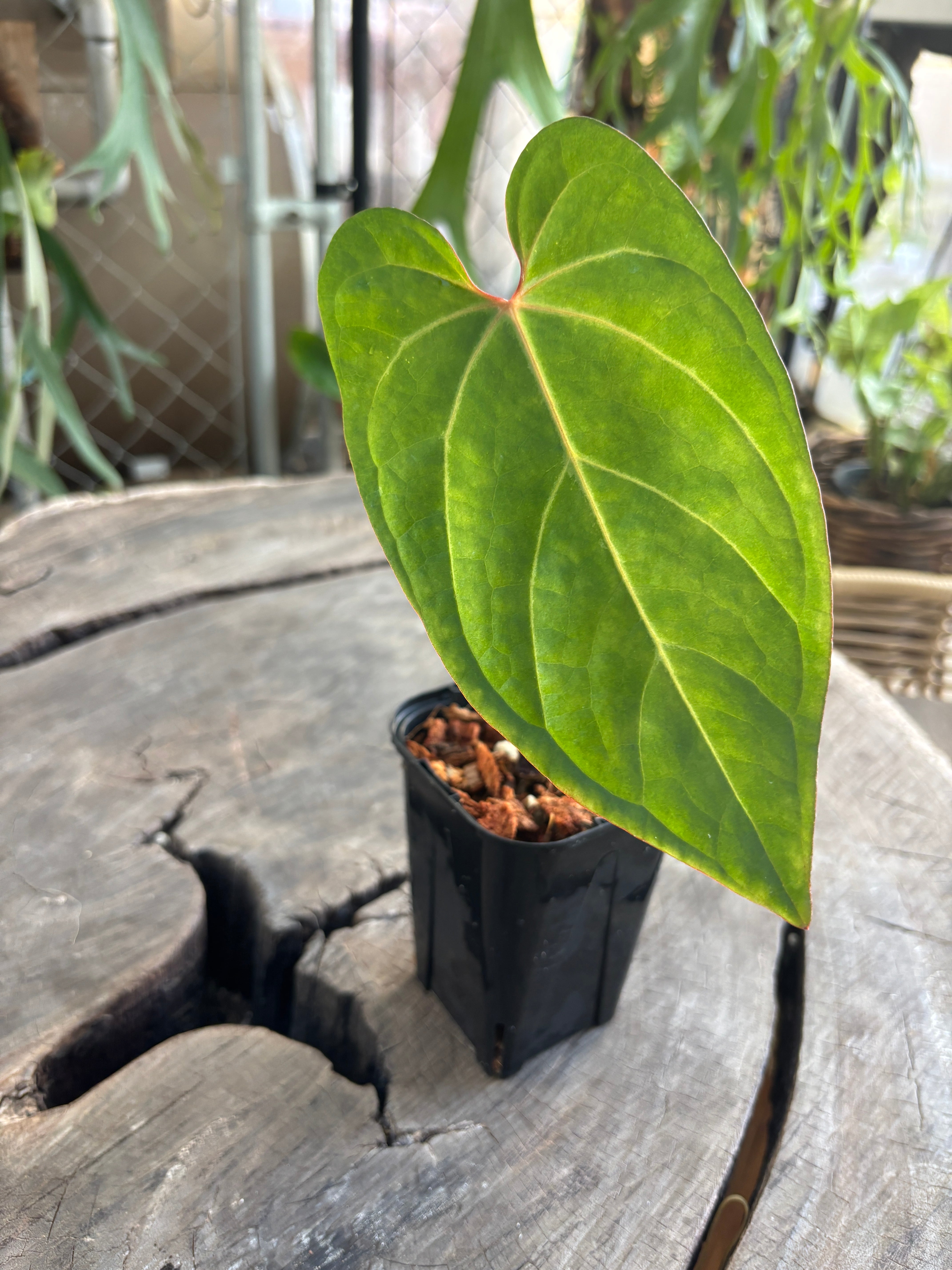 アンスリウム　スコーピオン アンスリウム スコーピオン Anthurium Scorpion Mint – TerraFlora Global