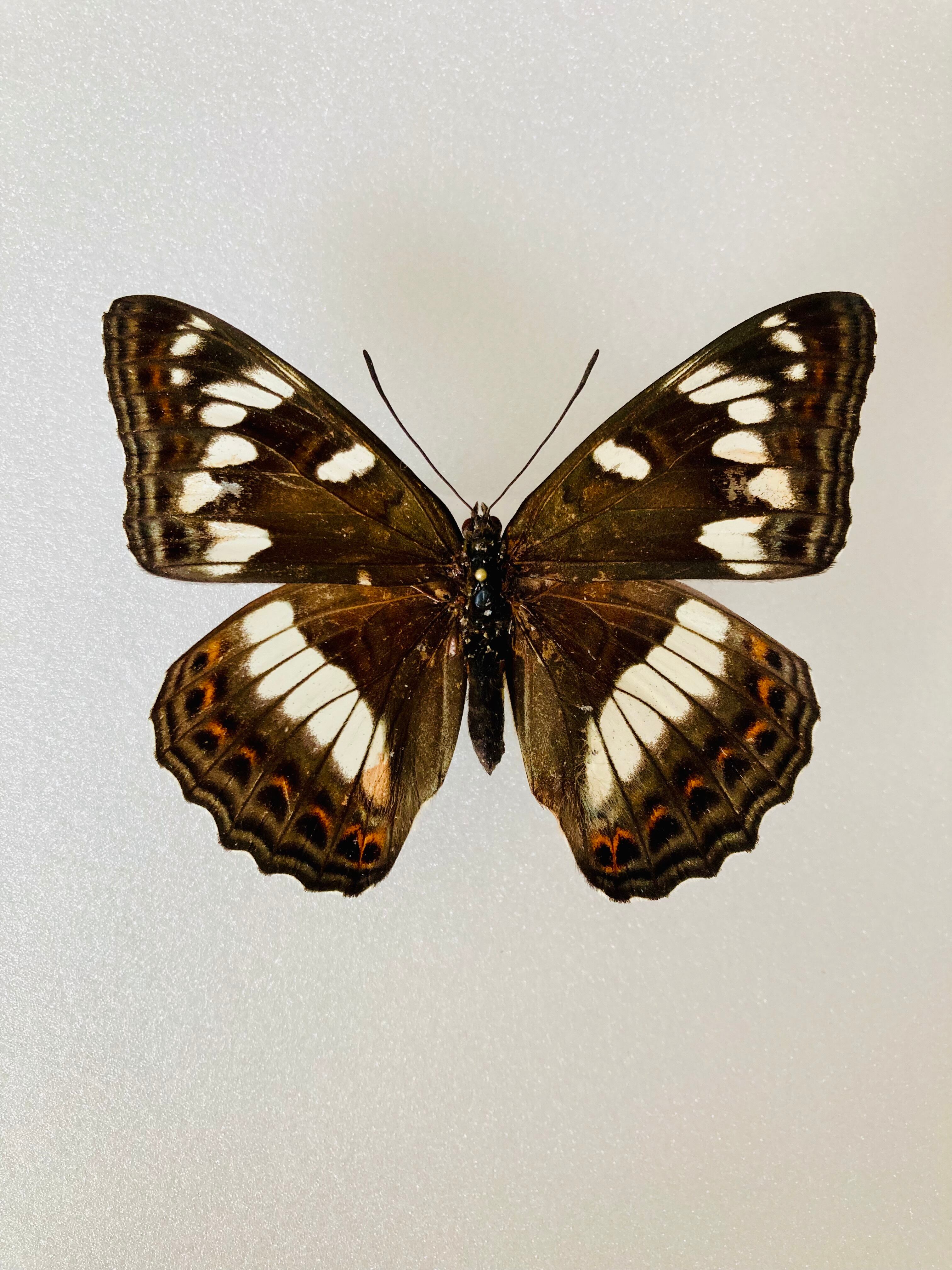 オオイチモンジ（黒化型 1オス 大雪湖産） 【公式通販】