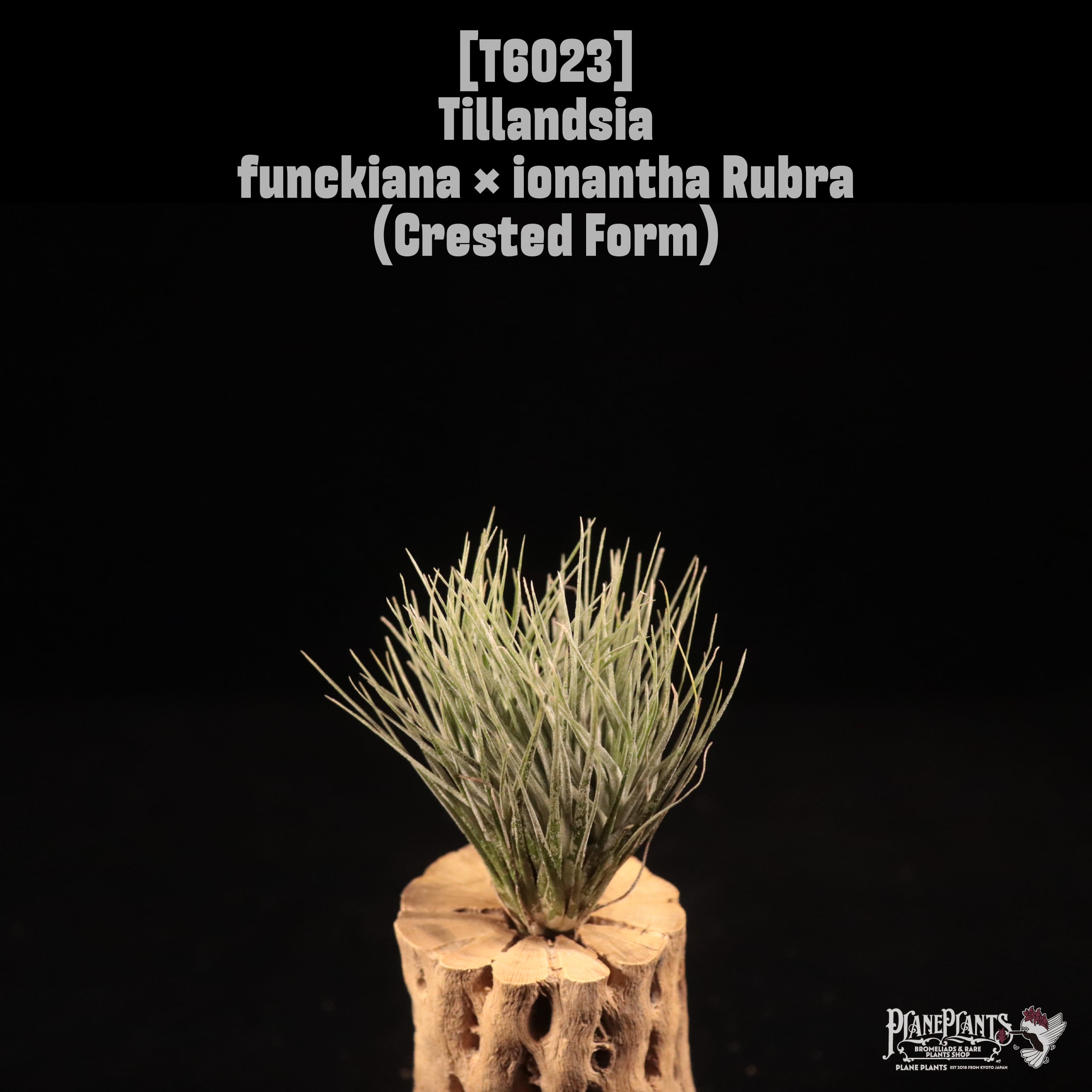 Tillandsia funckiana × ionantha Rubra (Crested Form)〔ティランジア〕T6023