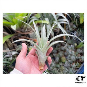 Tillandsia olmosana v. pachamamae (CloneB)【現品】