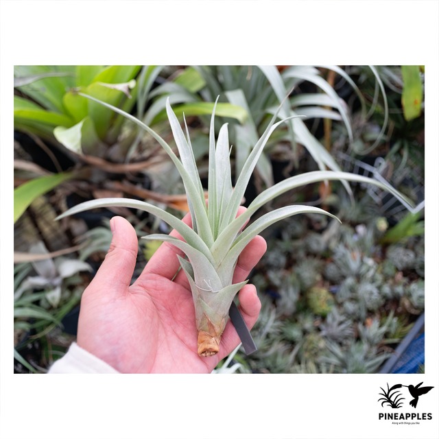 Tillandsia olmosana v. pachamamae (CloneB)【現品】